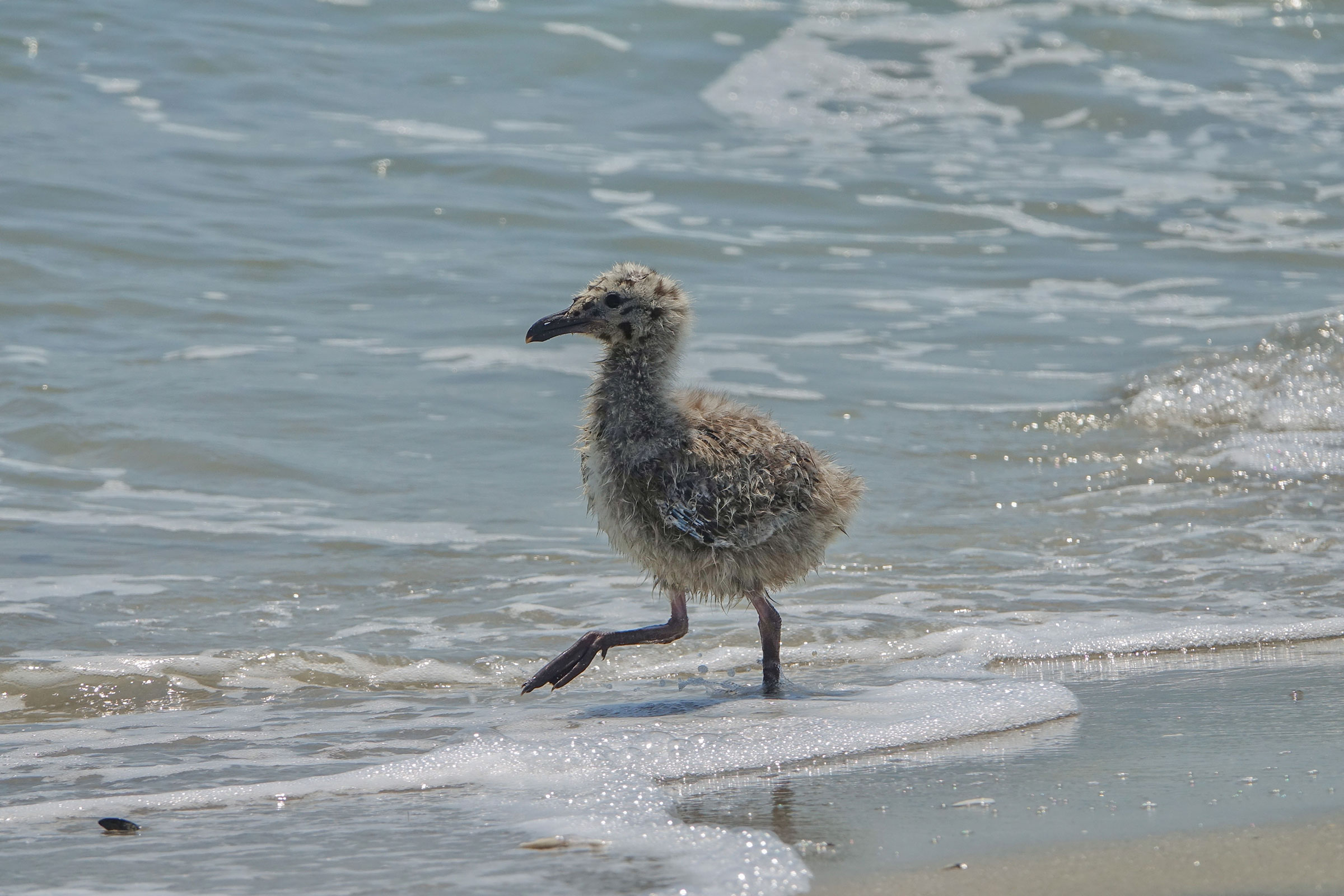 Great Black-backed Gull - Juvenile, photo by June McDaniels