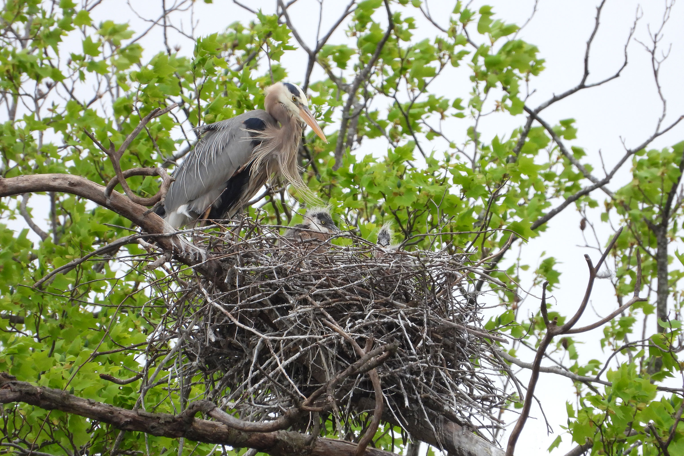 Great Blue Heron - Adult at nest with young, photo by Mike Cianciosi 