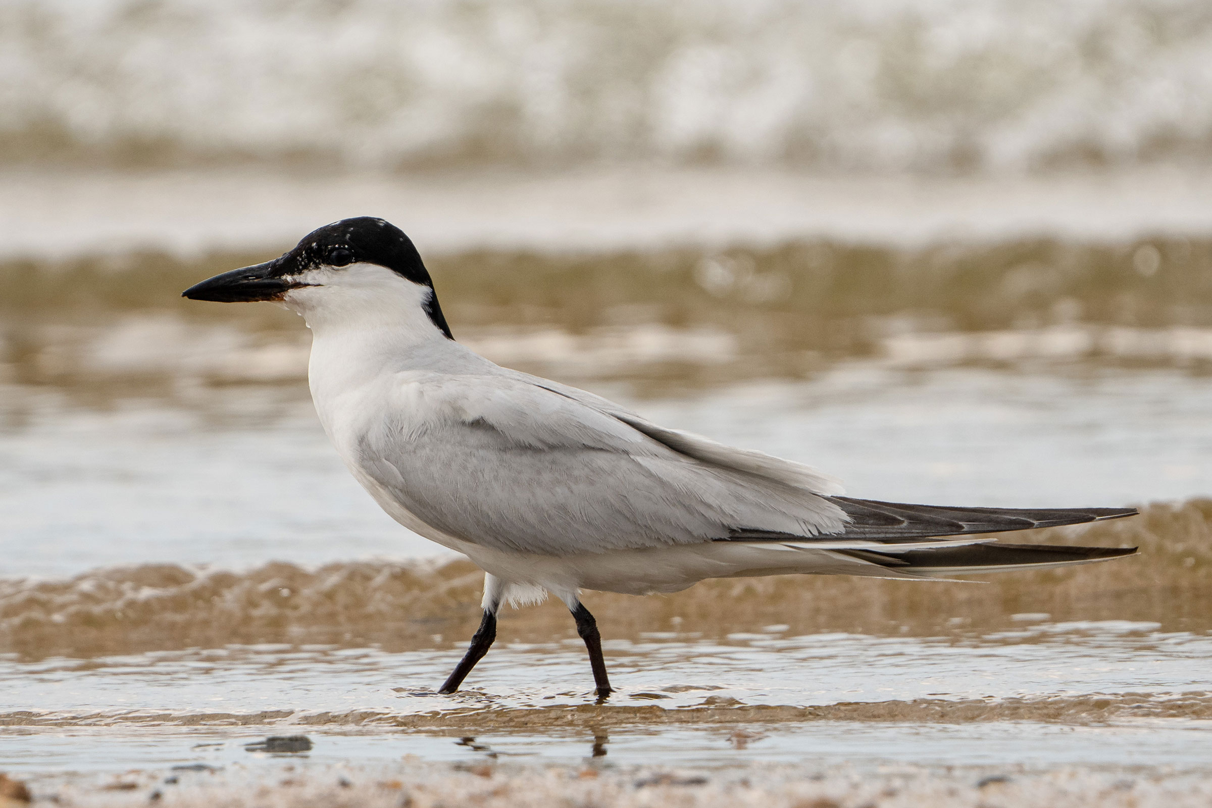 Gull-billed Tern - Adult, photo by MC Miguez