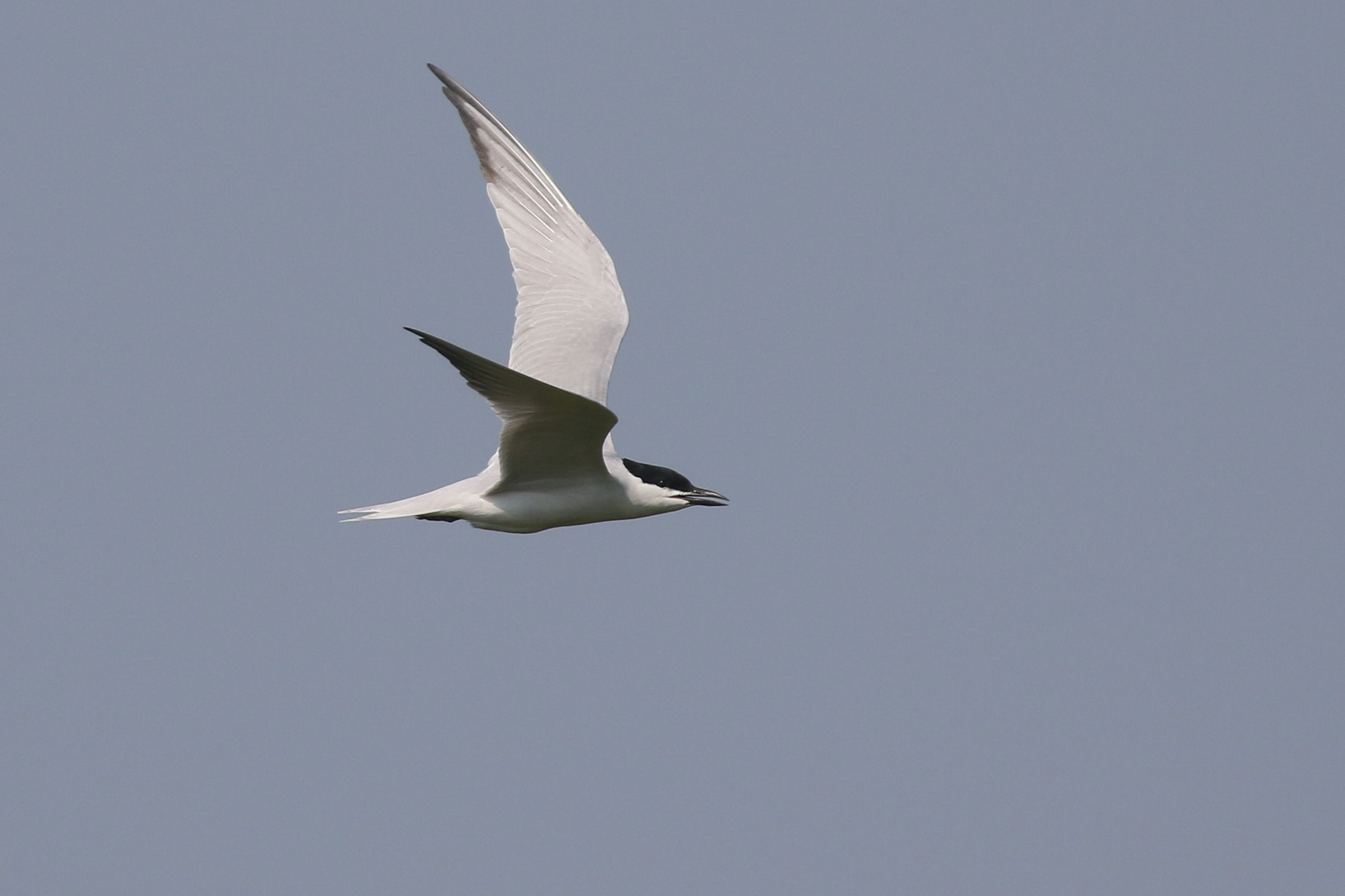 Gull-billed Tern - Adult, photo by Baxter Beamer