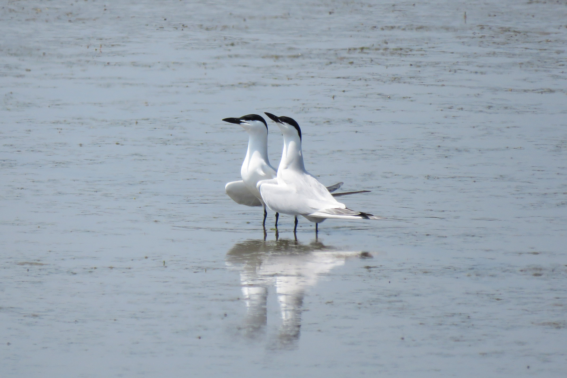 Gull-billed Tern - Courtship, photo by Maggie Long