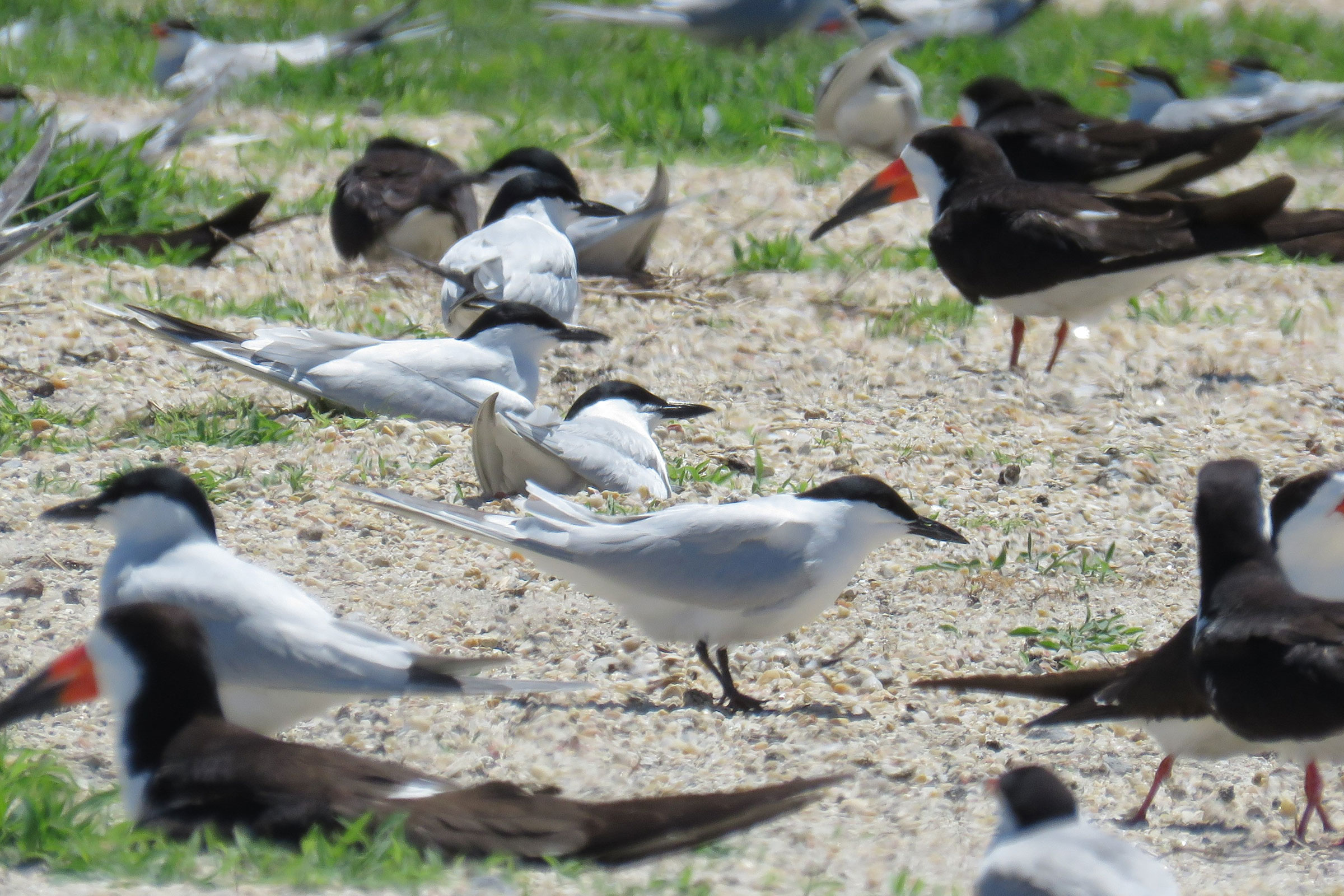 Gull-billed Tern - On nest (center bird), photo by Jessica Ruthenberg, Virginia Department of Wildlife Resources