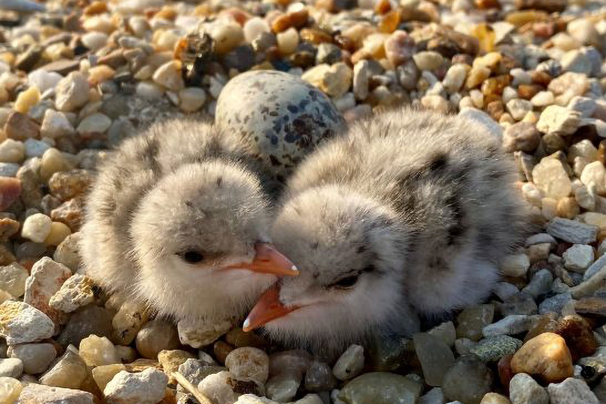 Gull-billed Tern - Chicks with egg, photo by Jessica Ruthenberg, Virginia Department of Wildlife Resources