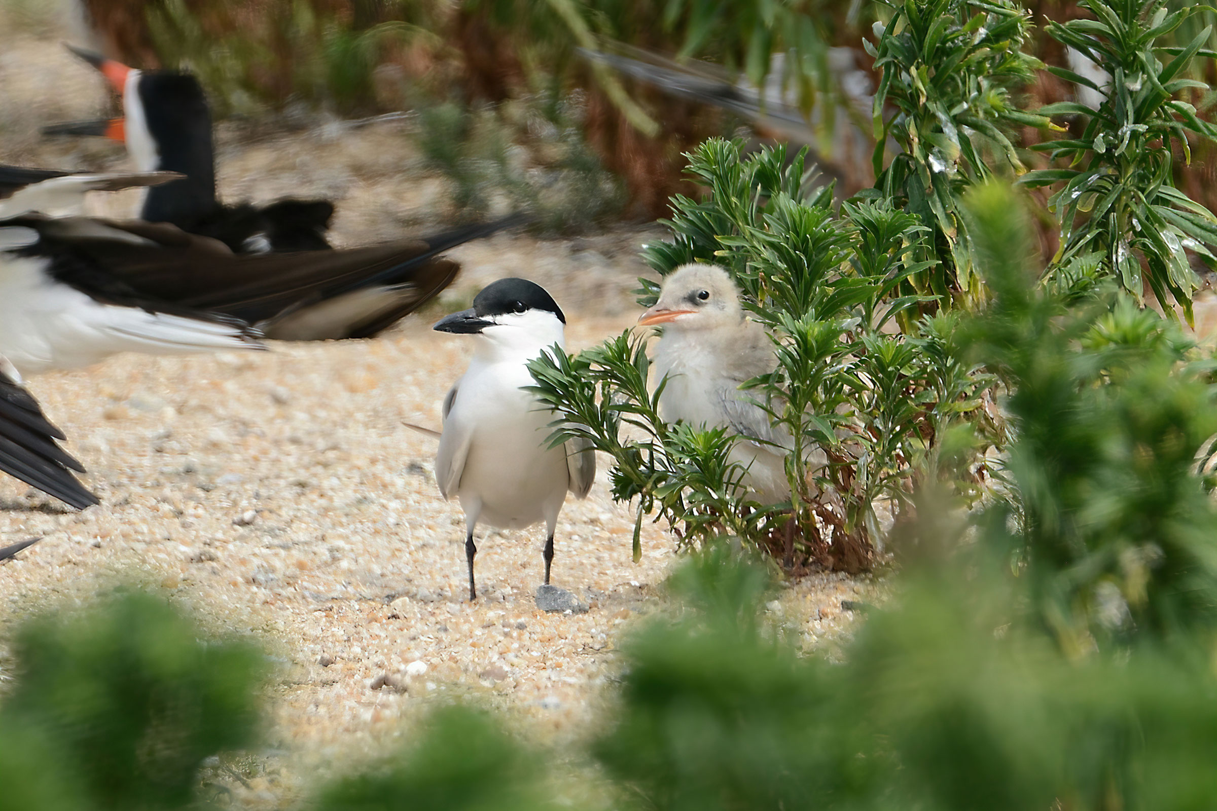 Gull-billed Tern - Adult with chick, photo by Bill Williams