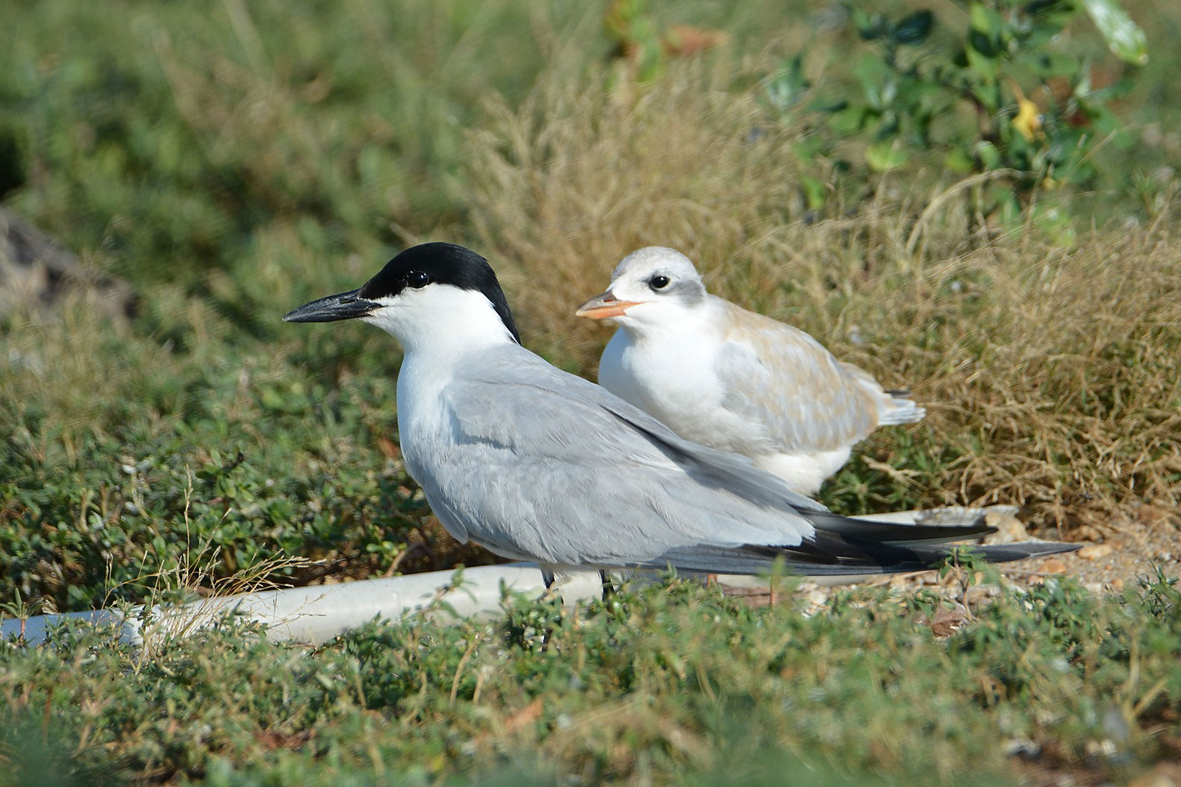 Gull-billed Tern - Adult with juvenile, photo by Bill Williams