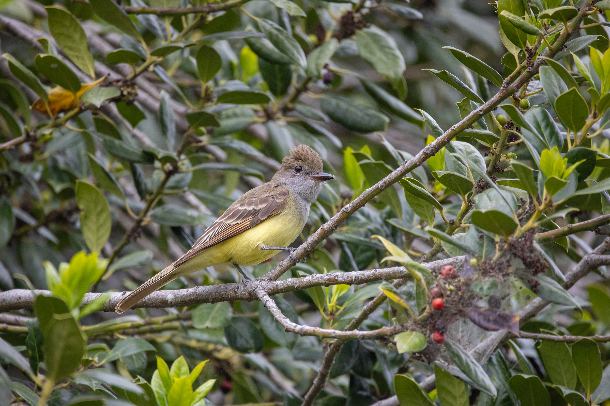Great Crested Flycatcher - Adult, photo by Barbara Houston