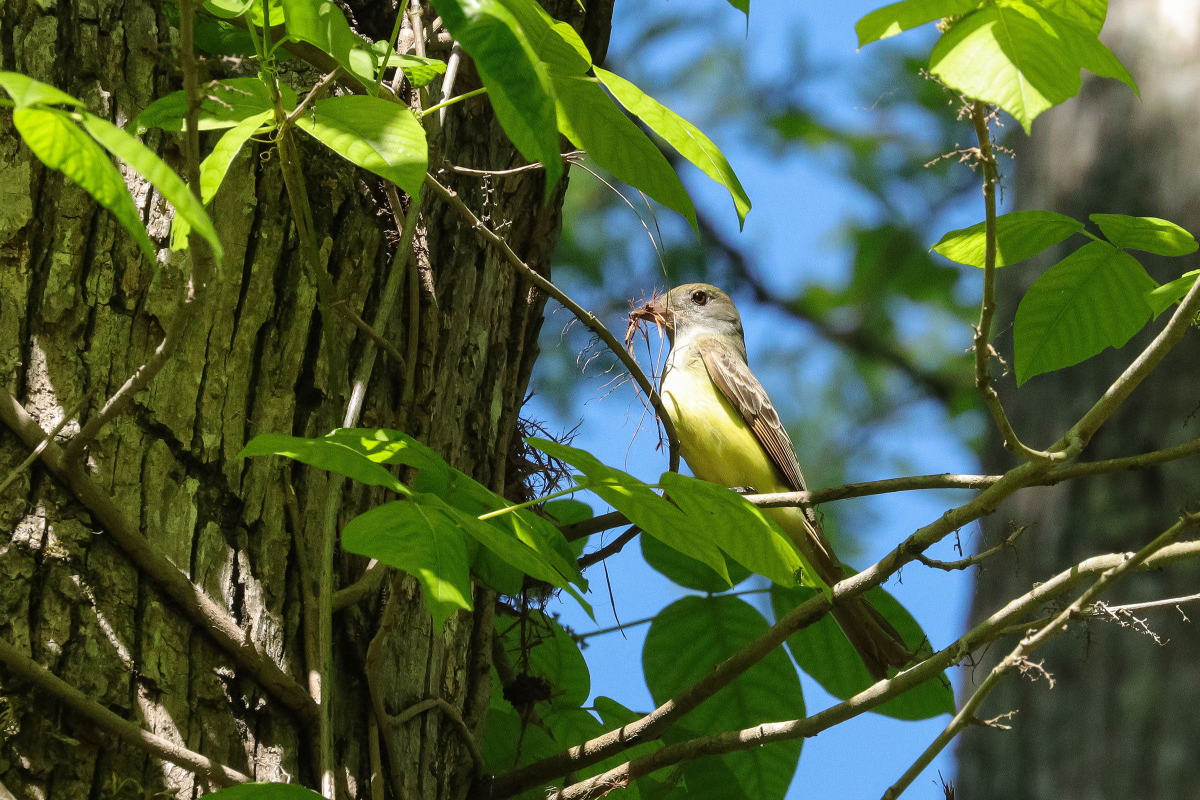 Great Crested Flycatcher - With nesting material, photo by Deborah Humphries