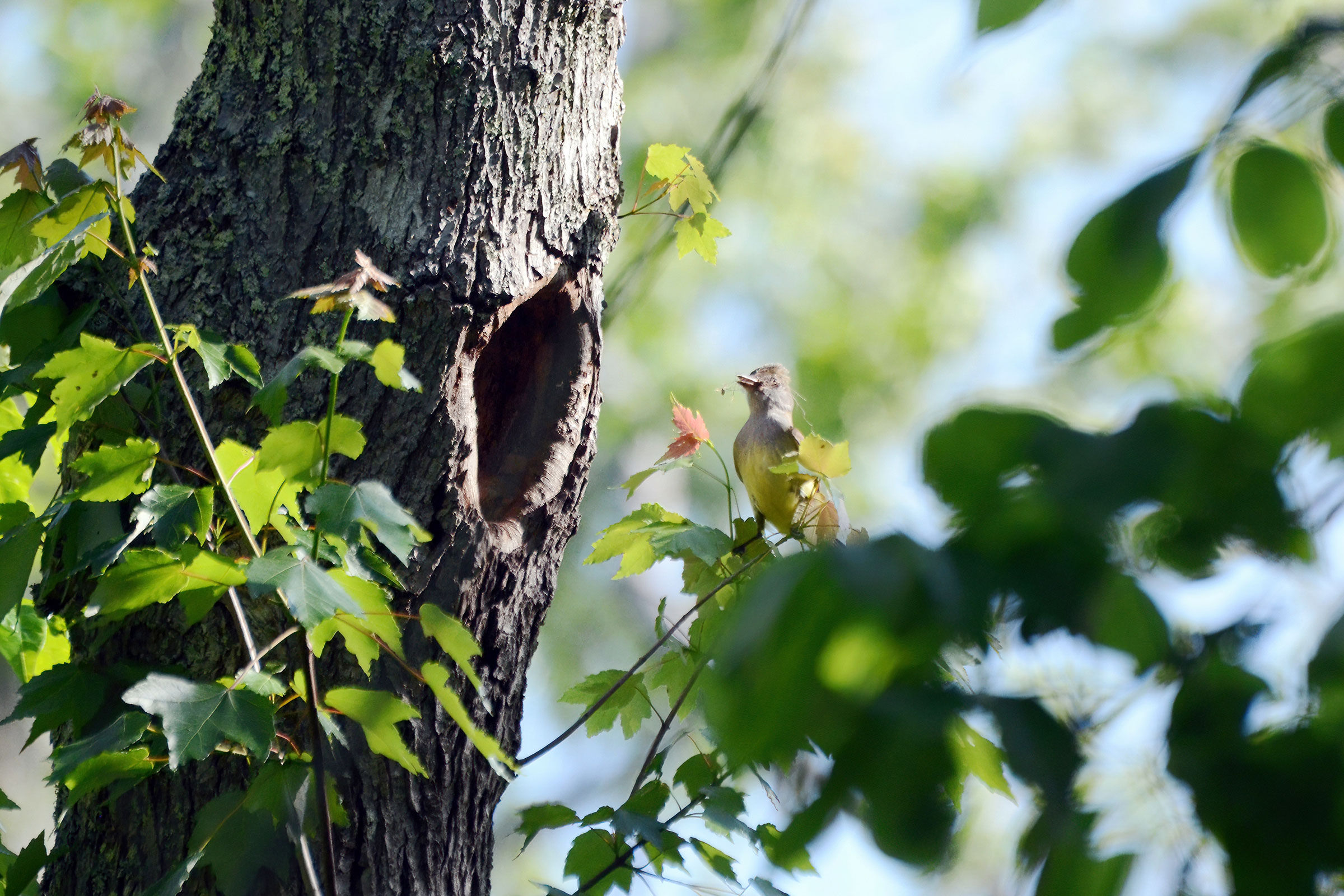 Great Crested Flycatcher - With nesting material at nest hole, photo by Jim Easton