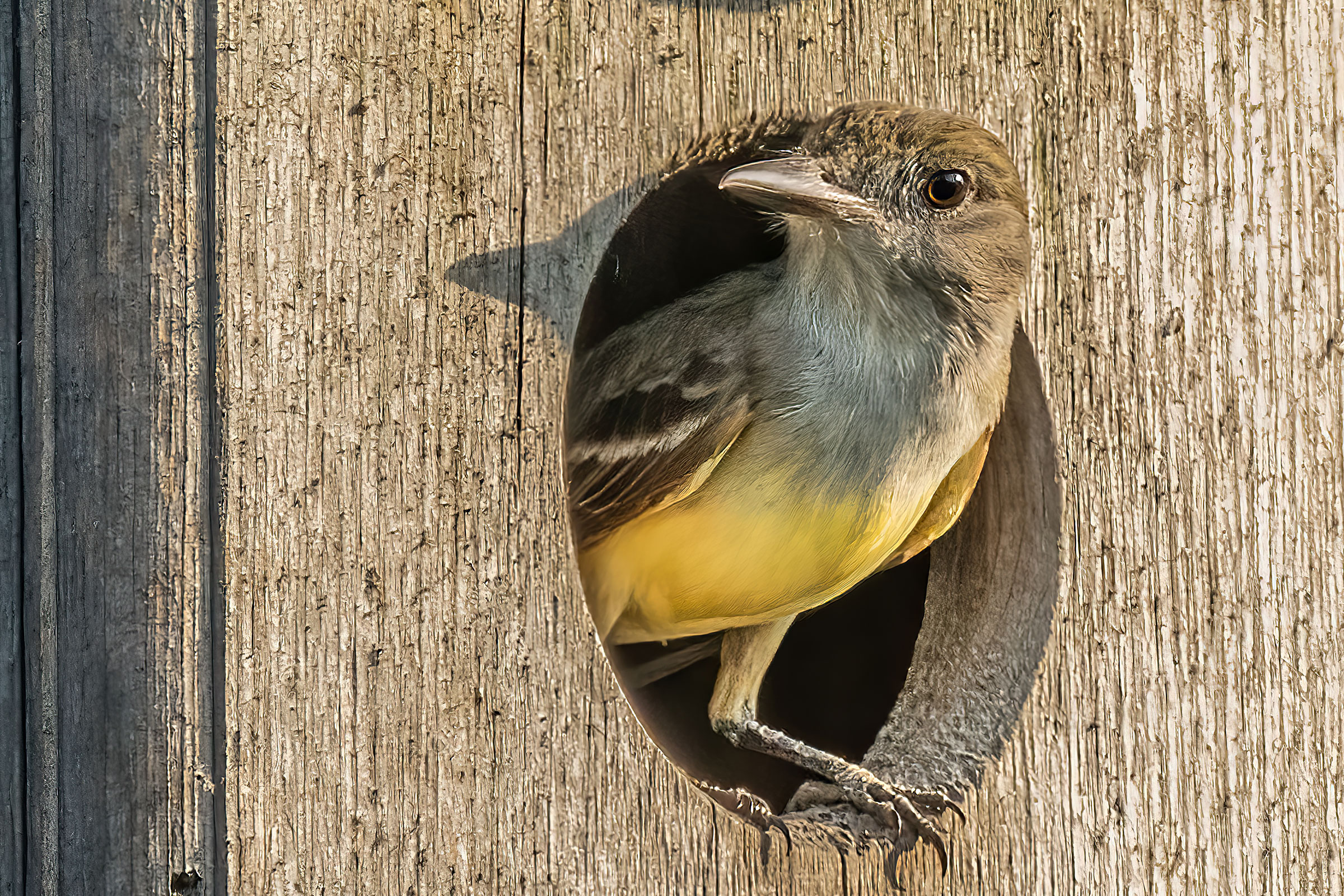Great Crested Flycatcher - Adult at nest box, photo by Bill Wood