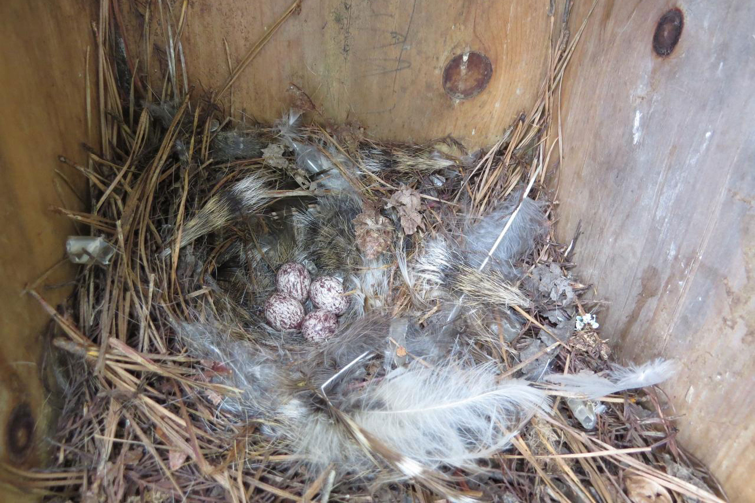 Great Crested Flycatcher - Eggs in nest box, photo by Shirley Devan