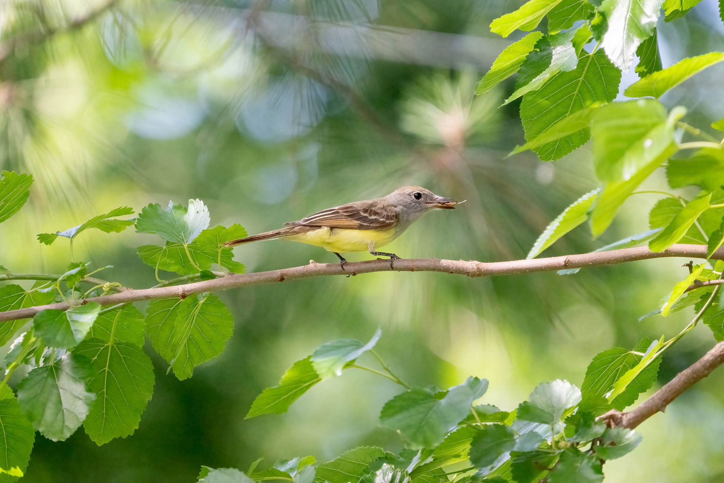 Great Crested Flycatcher - Carrying food, photo by Jim Easton