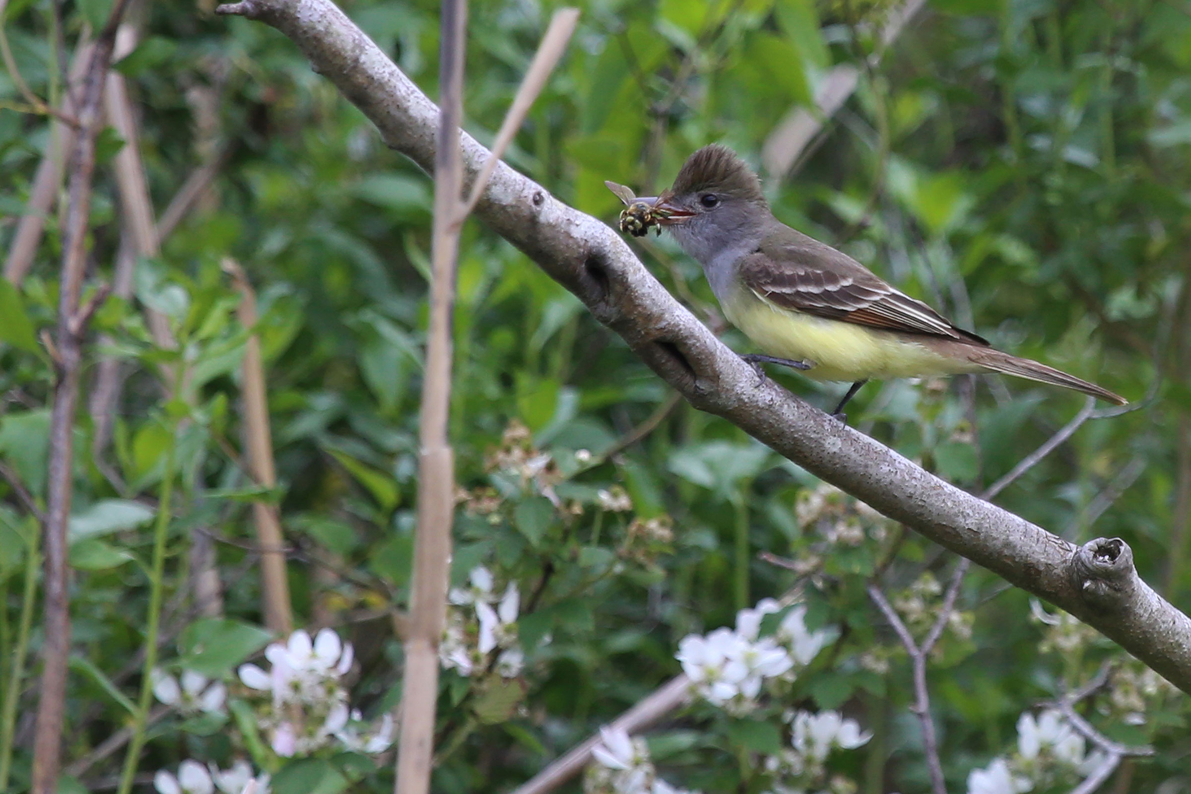 Great Crested Flycatcher - With a bee, photo by Rob Bielawski