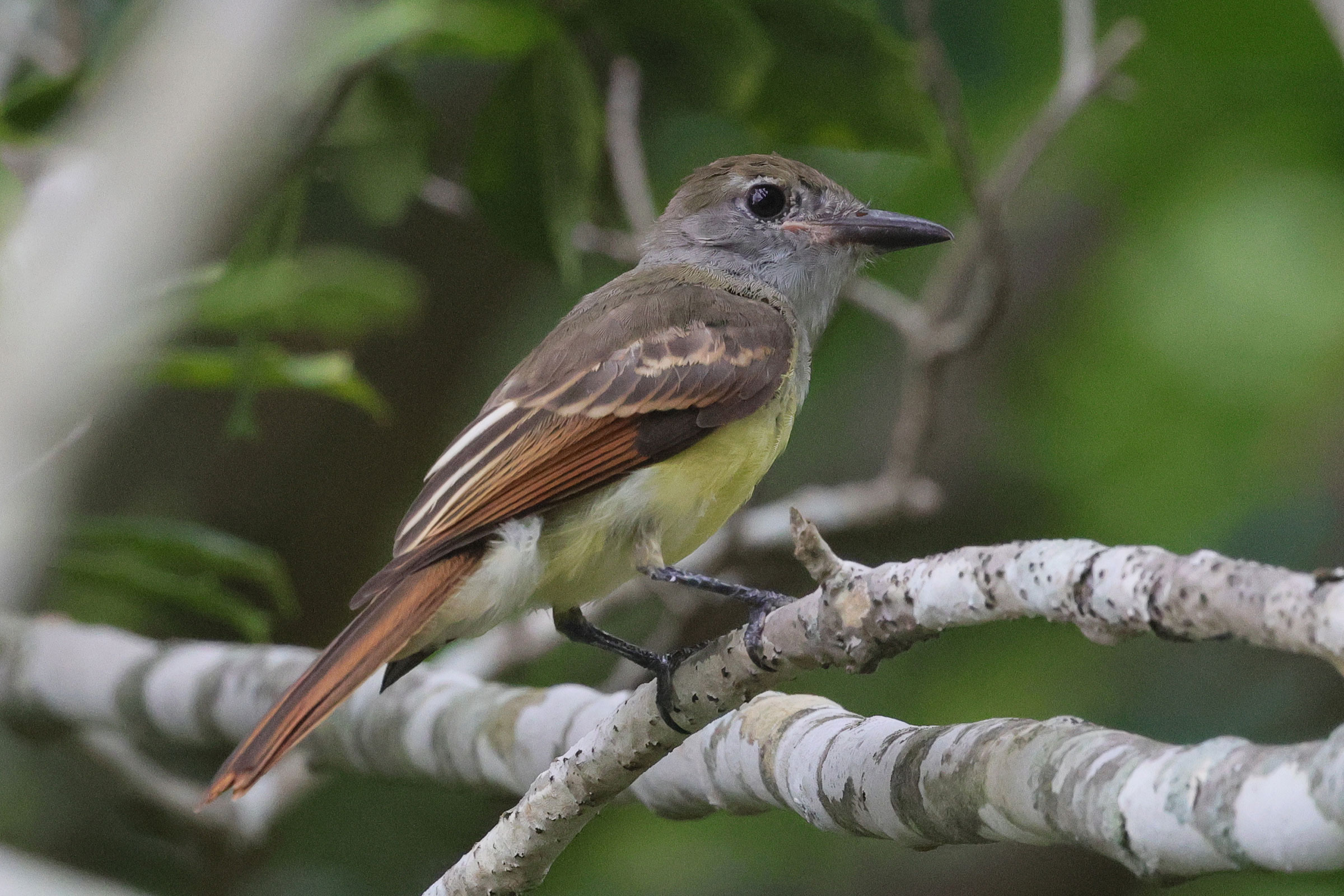Great Crested Flycatcher - Immature, photo by Deborah Humphries