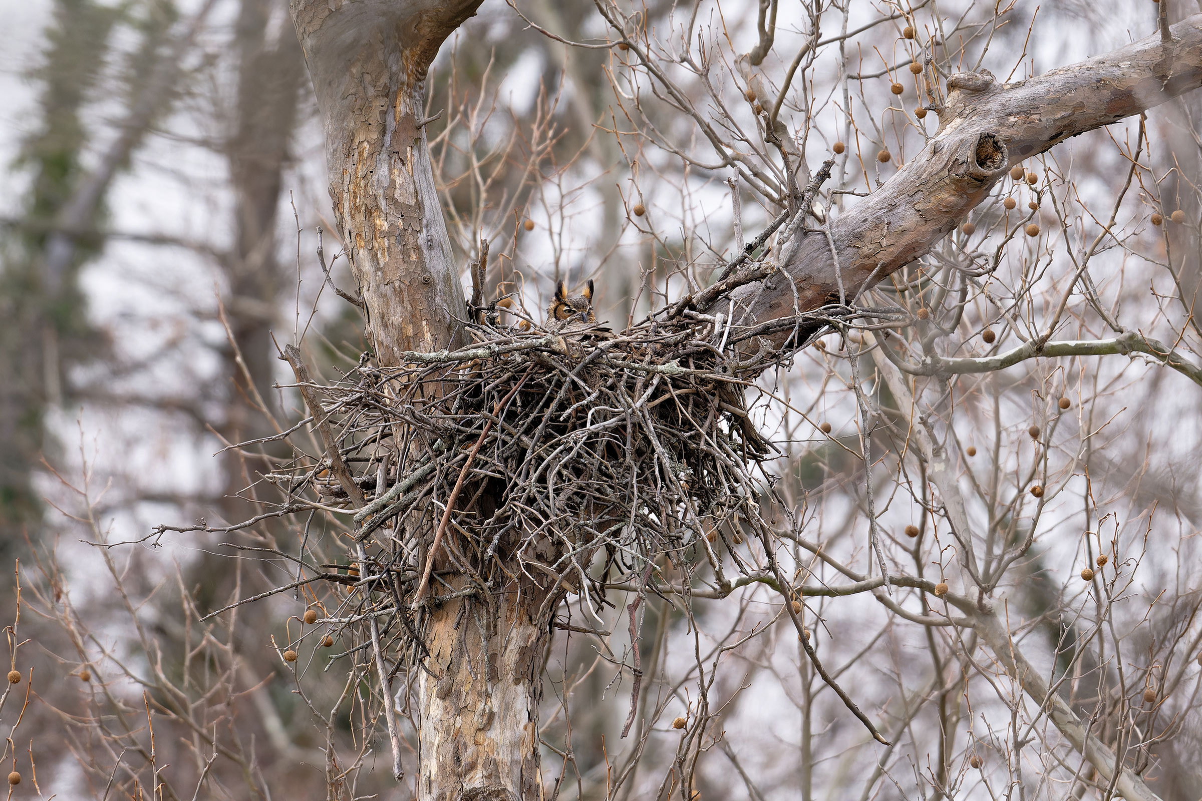 Great Horned Owl - Adult on nest, photo by Jan Kool