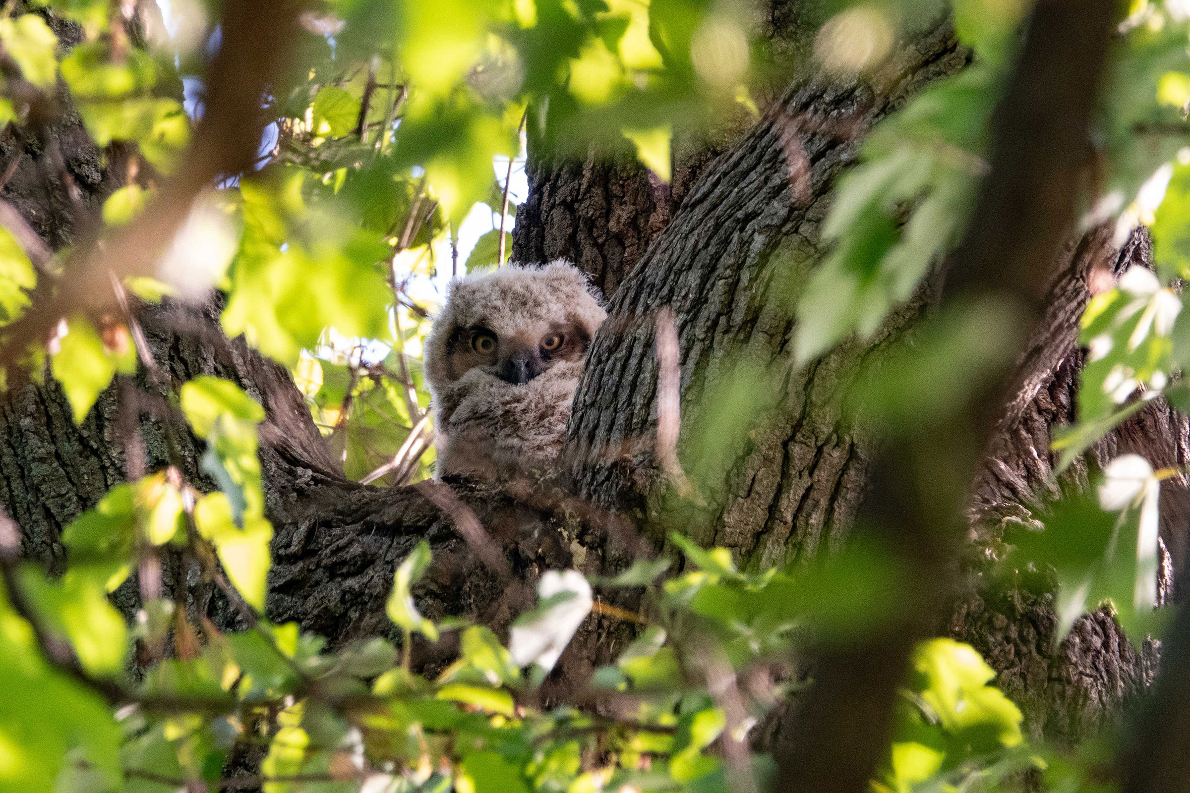 Great Horned Owl - Owlet, photo by Dixie Sommers