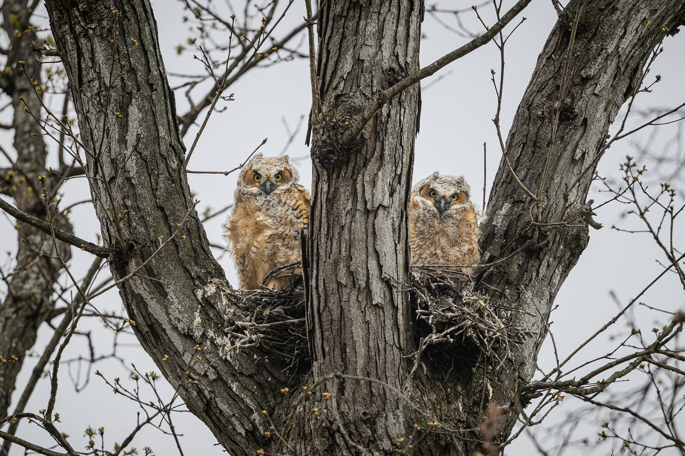 Great Horned Owl - Juveniles on nest, photo by Jim Emery