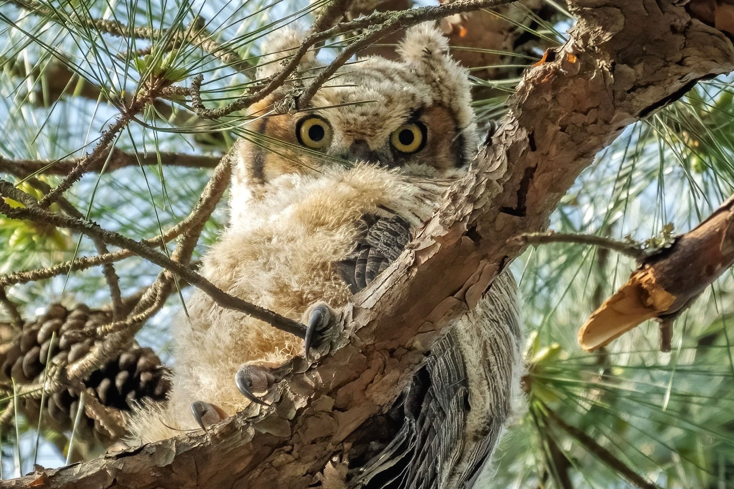 Great Horned Owl - Juvenile, photo by Jim Easton
