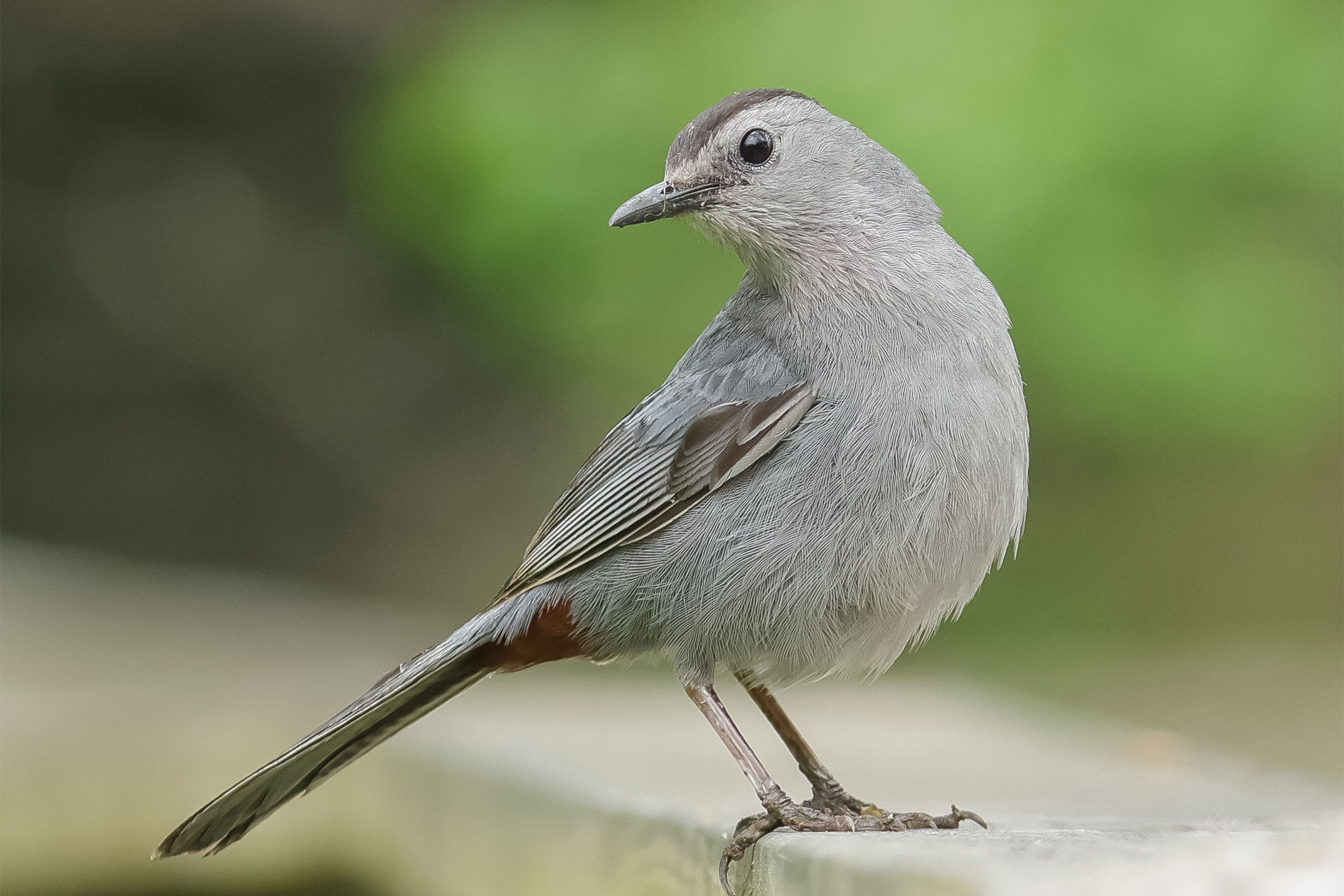 Gray Catbird - Adult, photo by Deborah Humphries