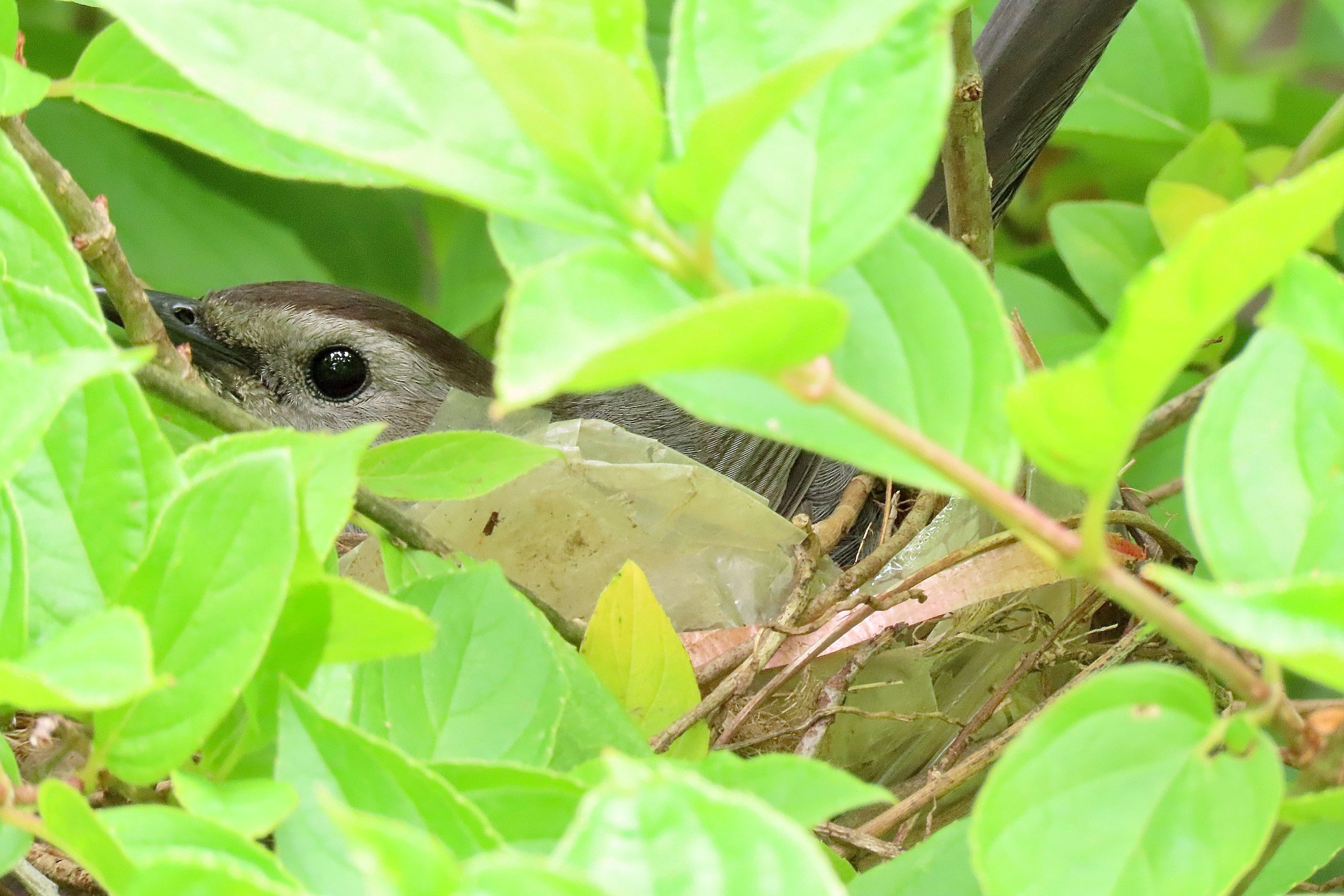 Gray Catbird - On nest, photo by Quinn Emmering