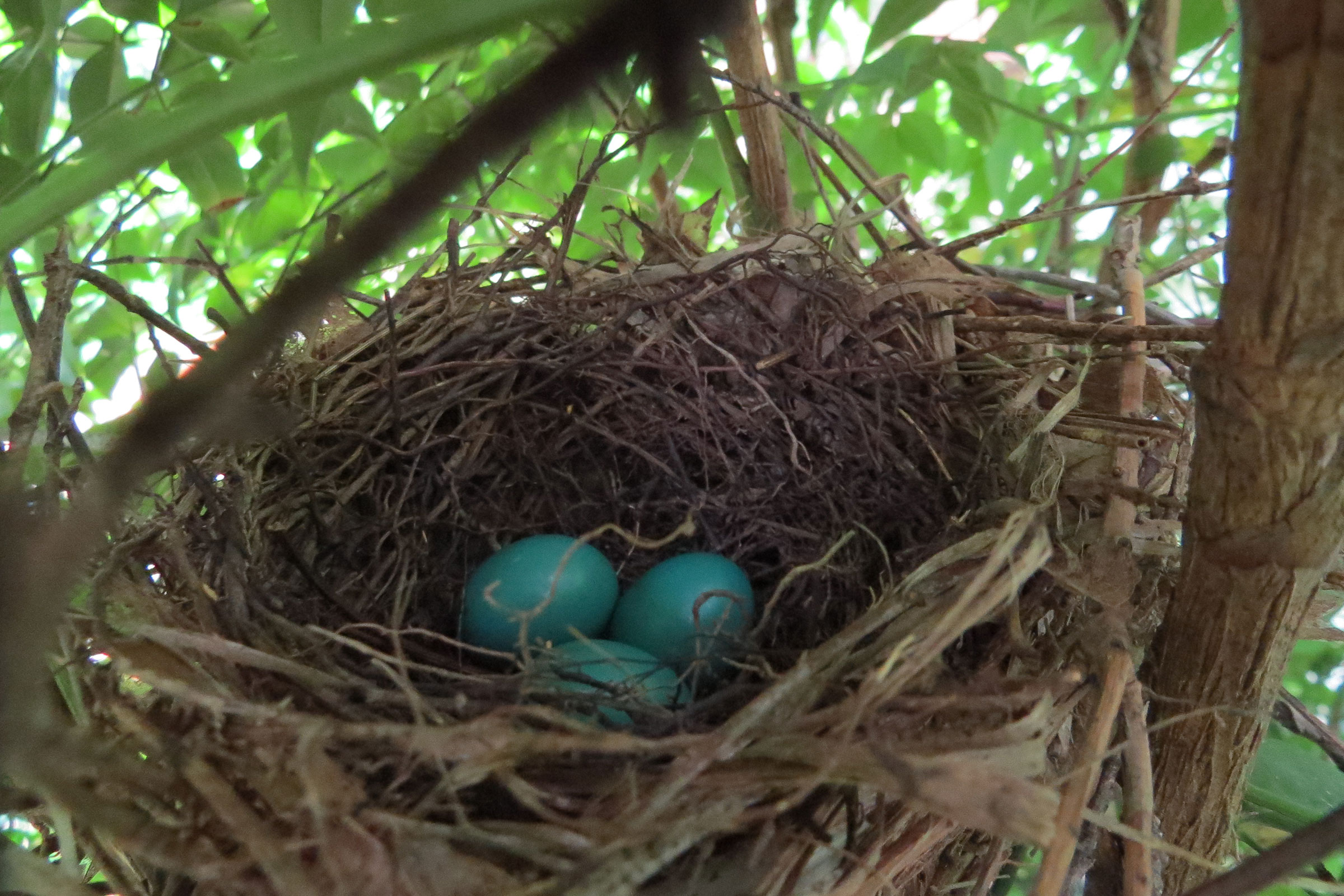 Gray Catbird - Nest with eggs, photo by Cheryl J. Jacobson