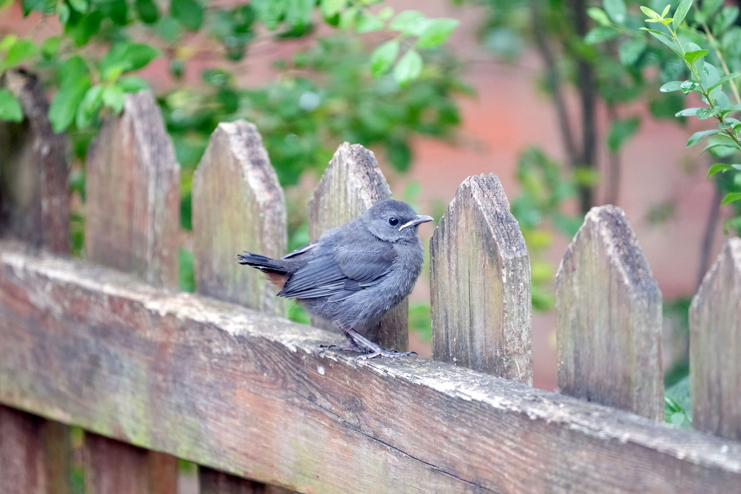 Gray Catbird - Juvenile, photo by Jim Easton