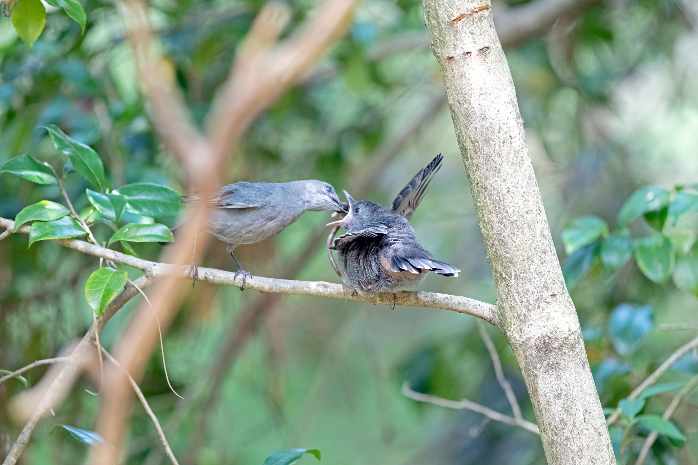 Gray Catbird - Feeding young, photo by Jim Easton