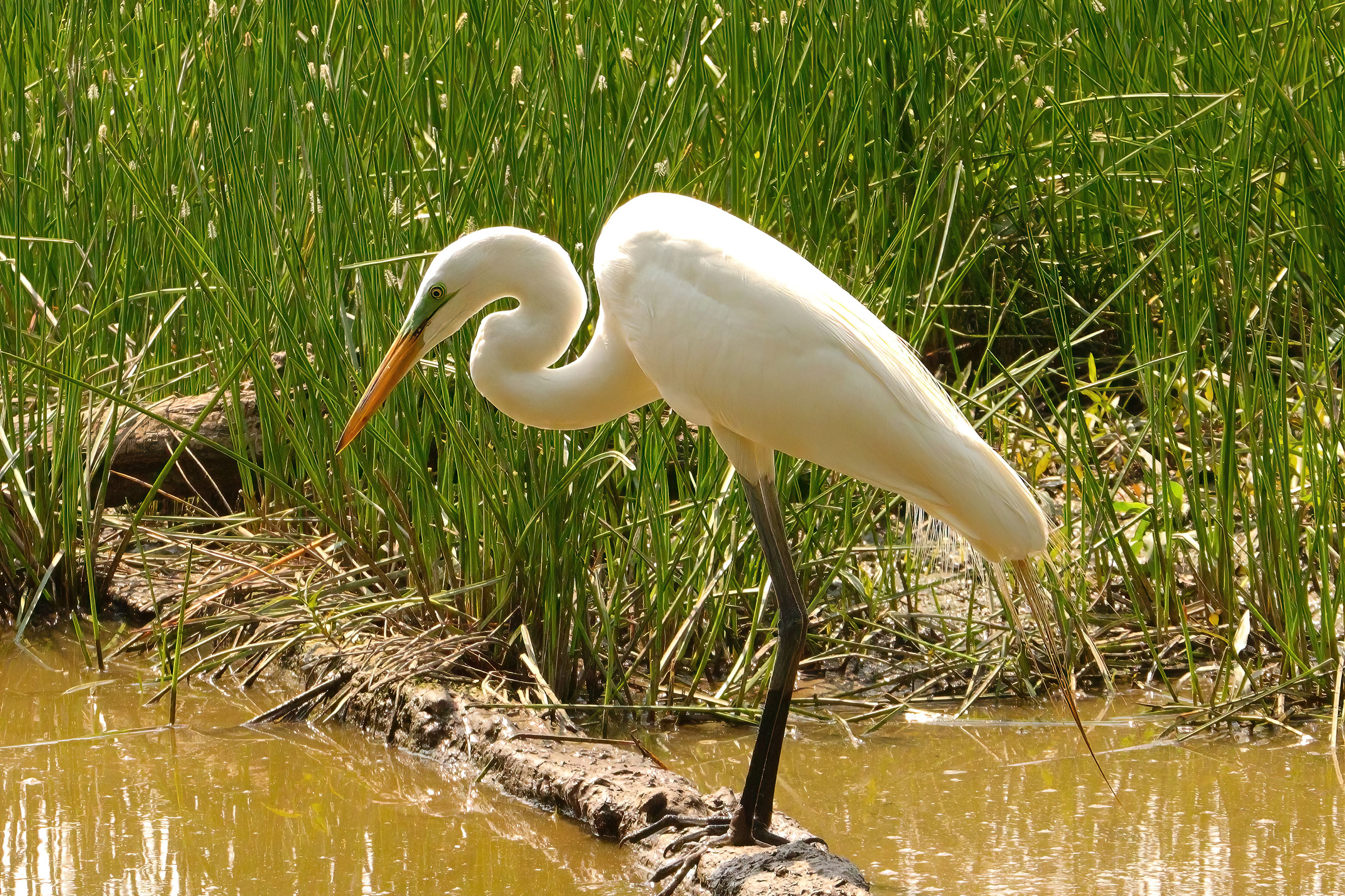 Great Egret - Adult, photo by Deborah Humphries