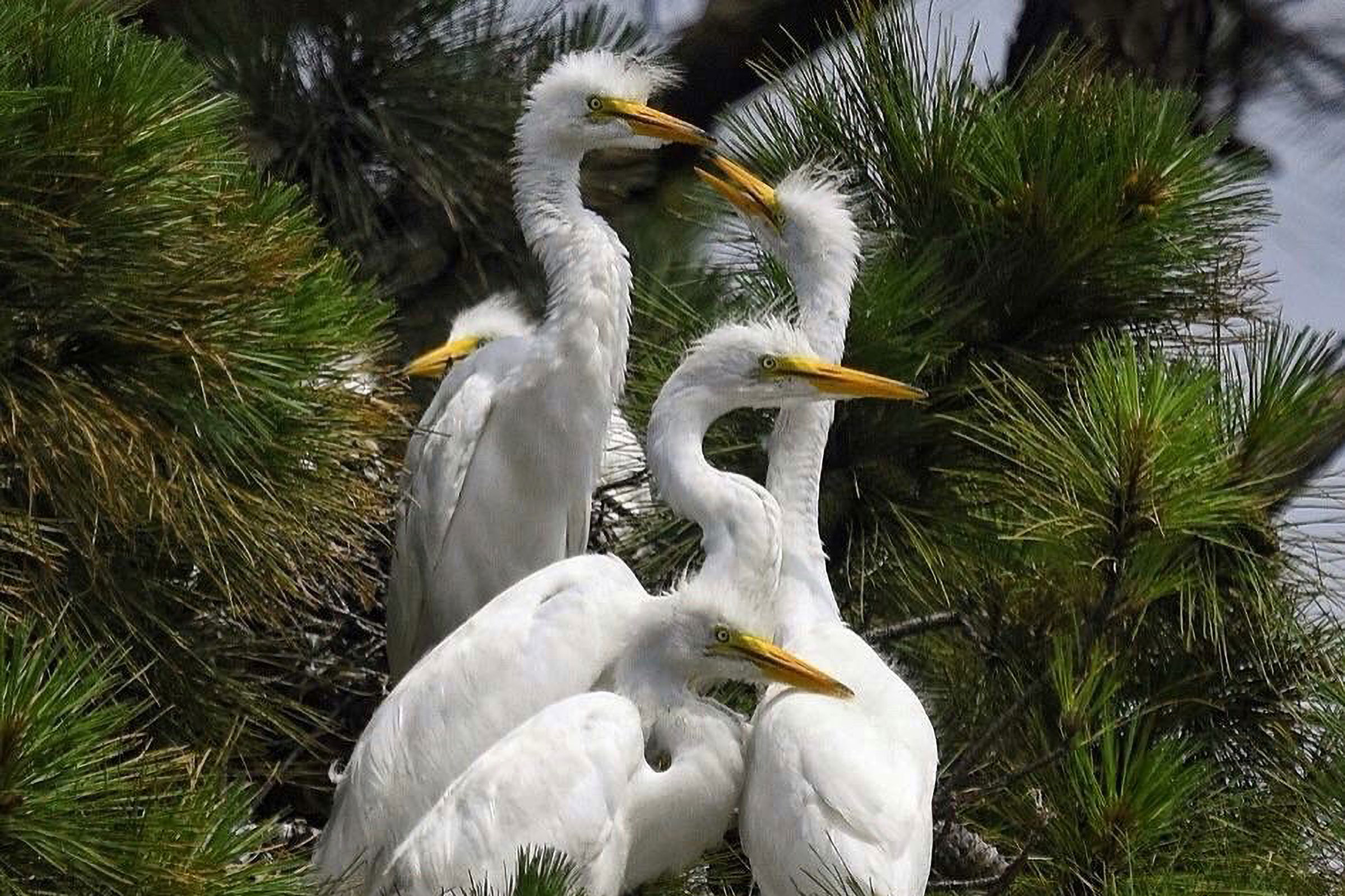 Great Egret - Juveniles, photo by Betty Sue Cohen 