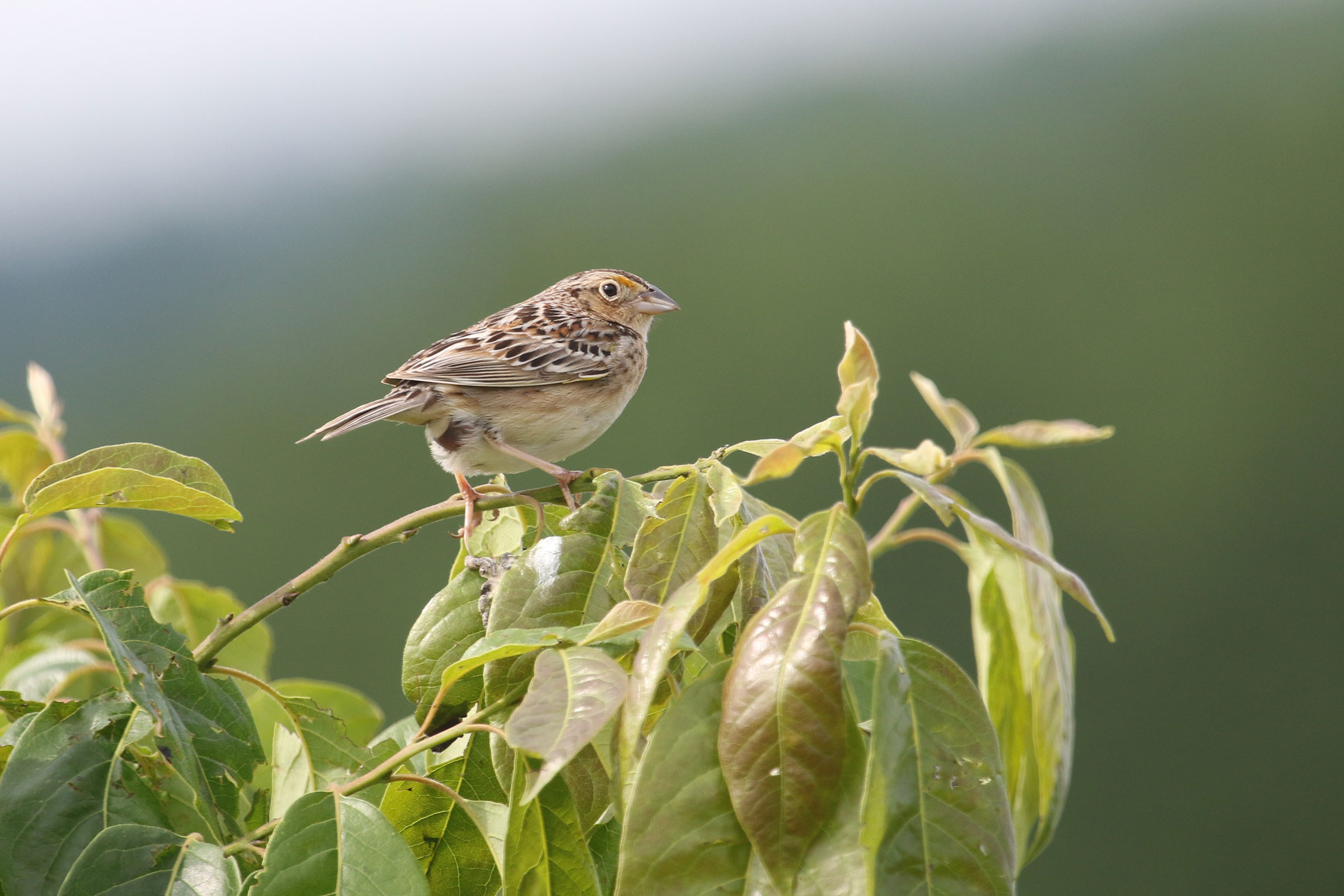Grasshopper Sparrow - Adult, photo by Ezra Staengl 