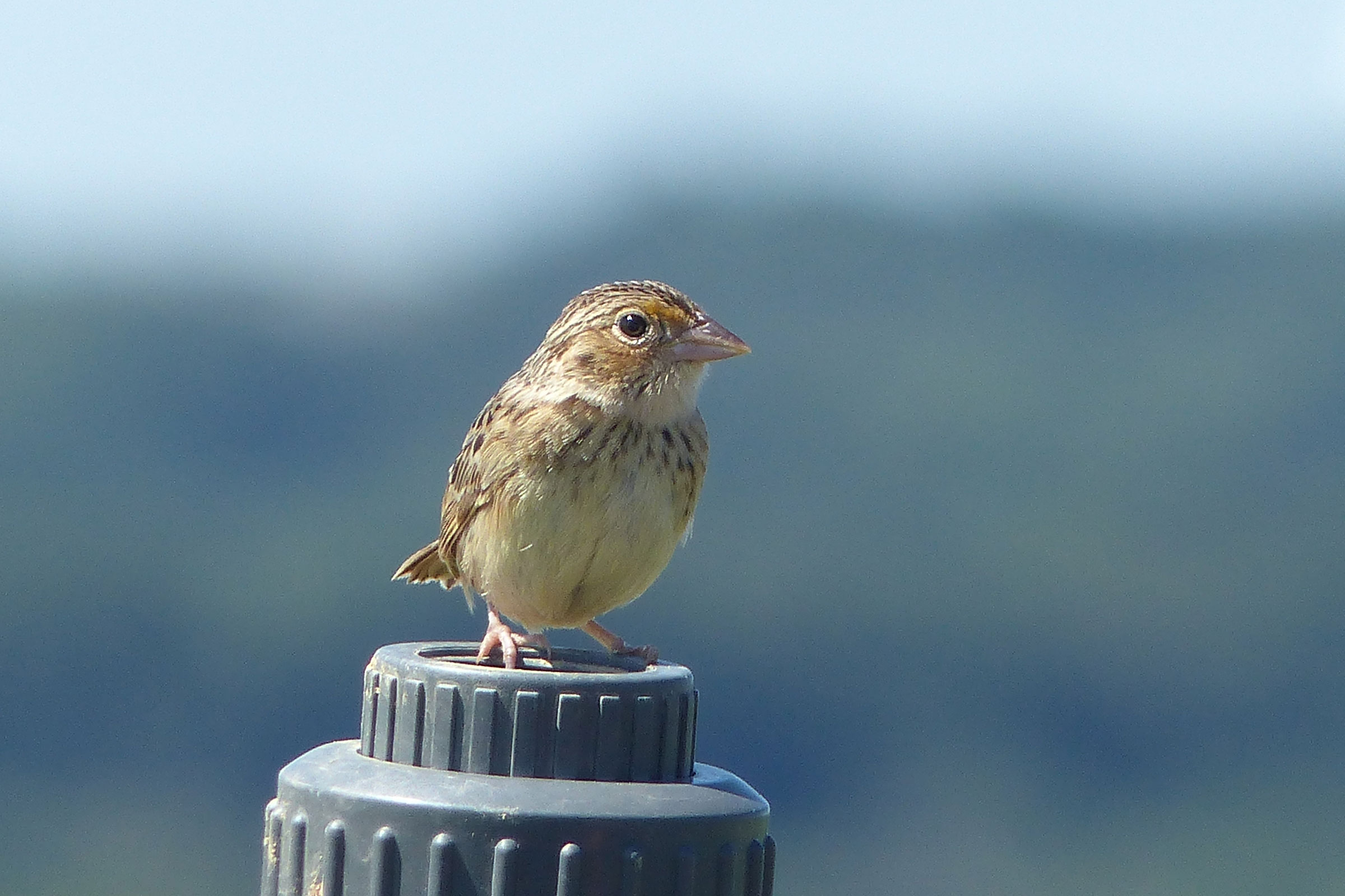 Grasshopper Sparrow - Immature, photo by Sherman J. Suter