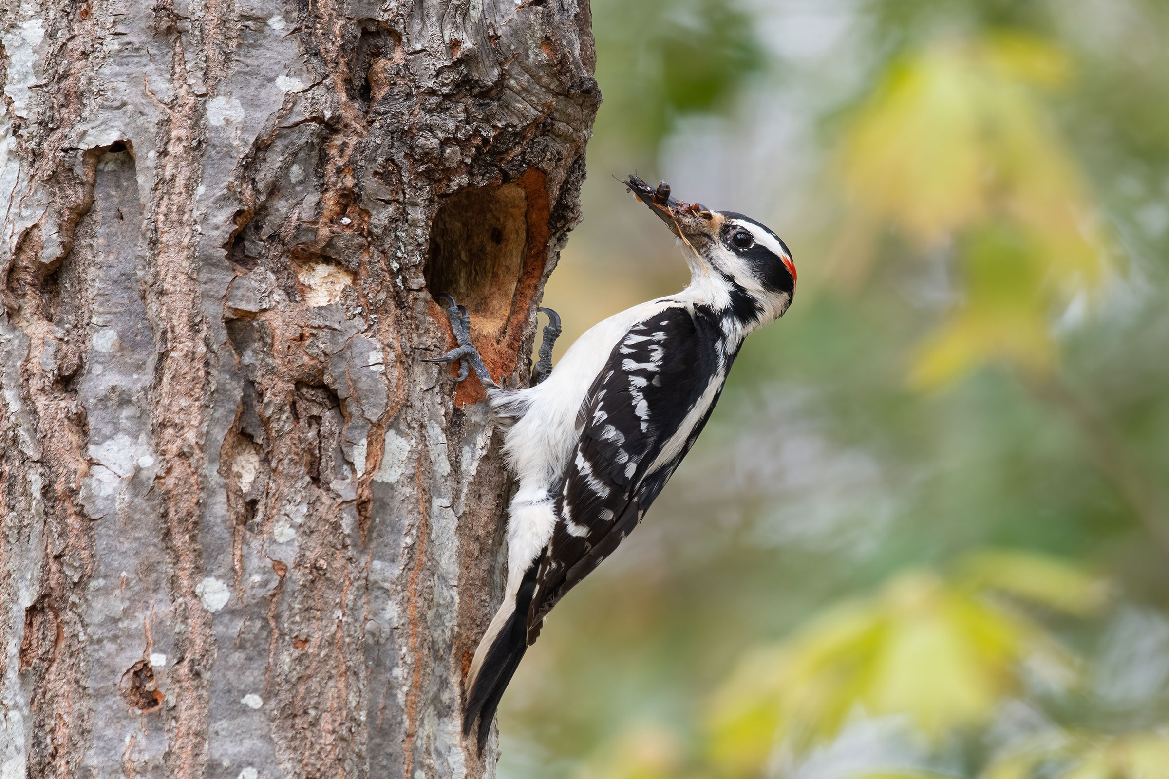 Hairy Woodpecker - Male bringing food to nest hole, photo by Matthew Huntley