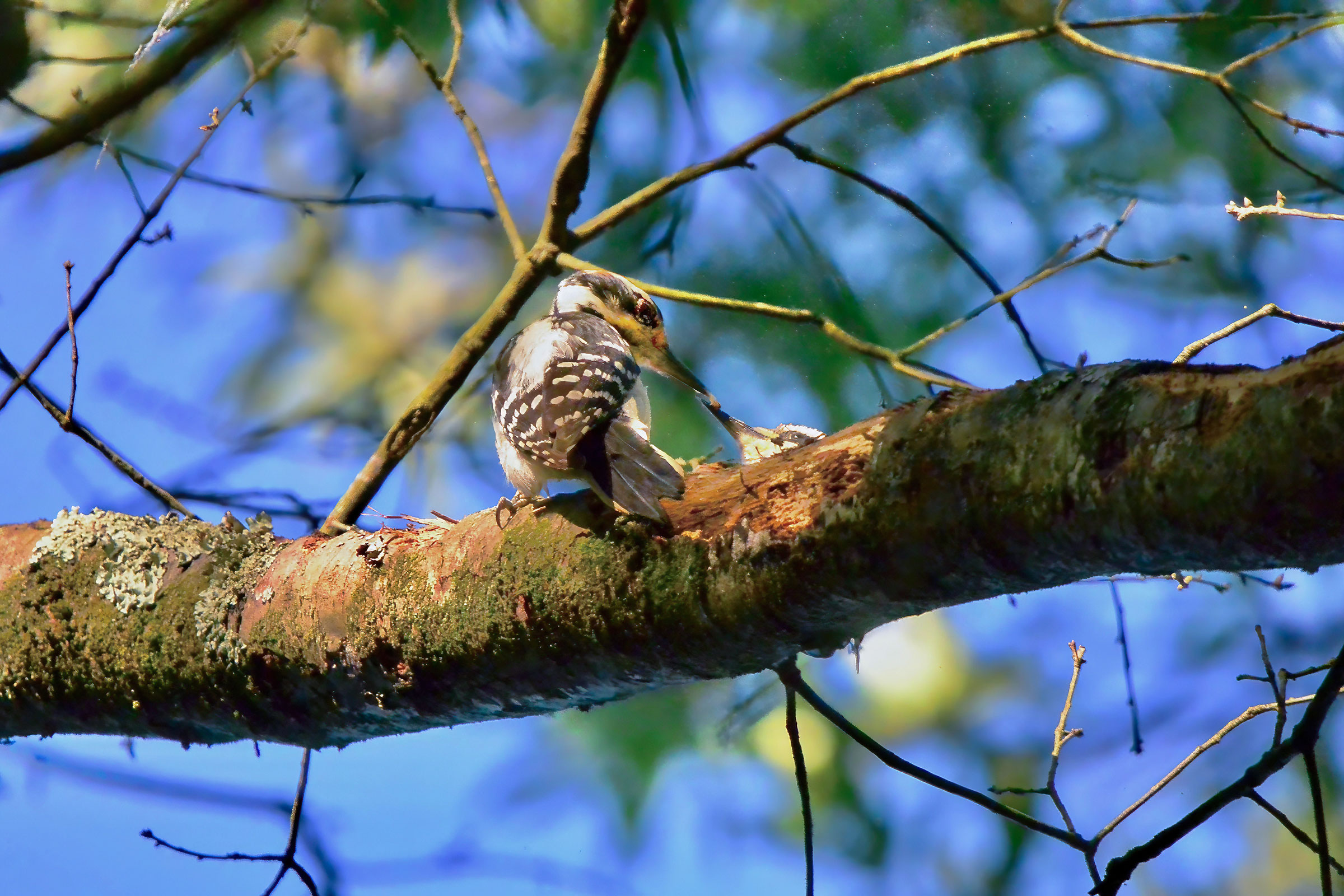 Hairy Woodpecker - Feeding young, photo by Seth Honig