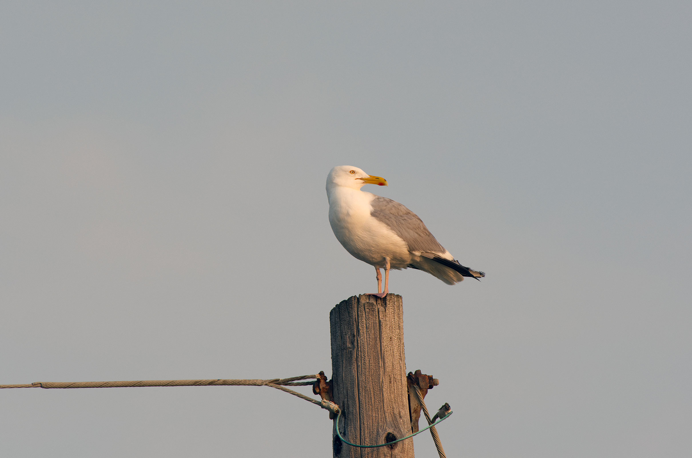 American Herring Gull - Adult, photo by Noah Li