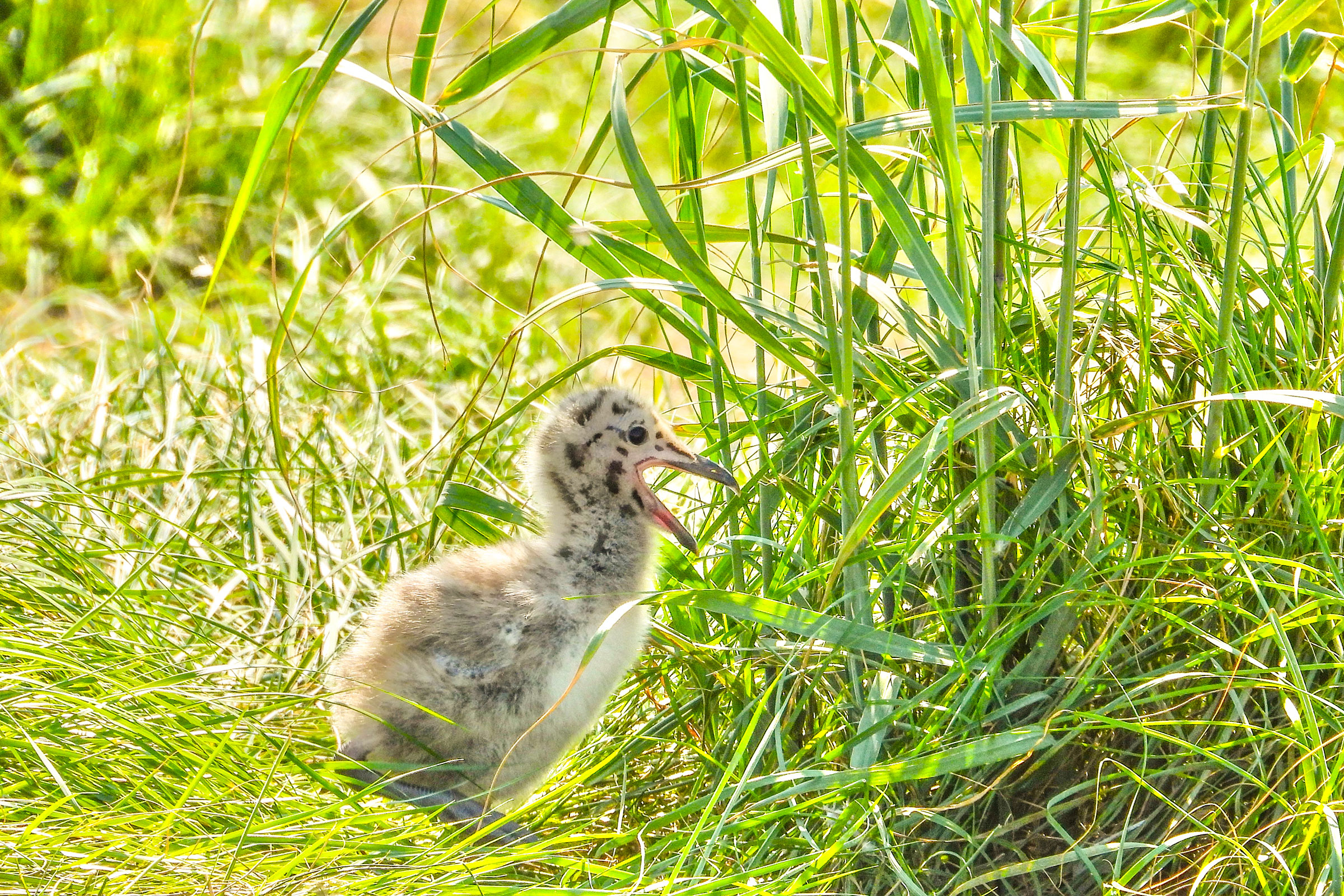 American Herring Gull - Chick, photo by Vicki Chatel
