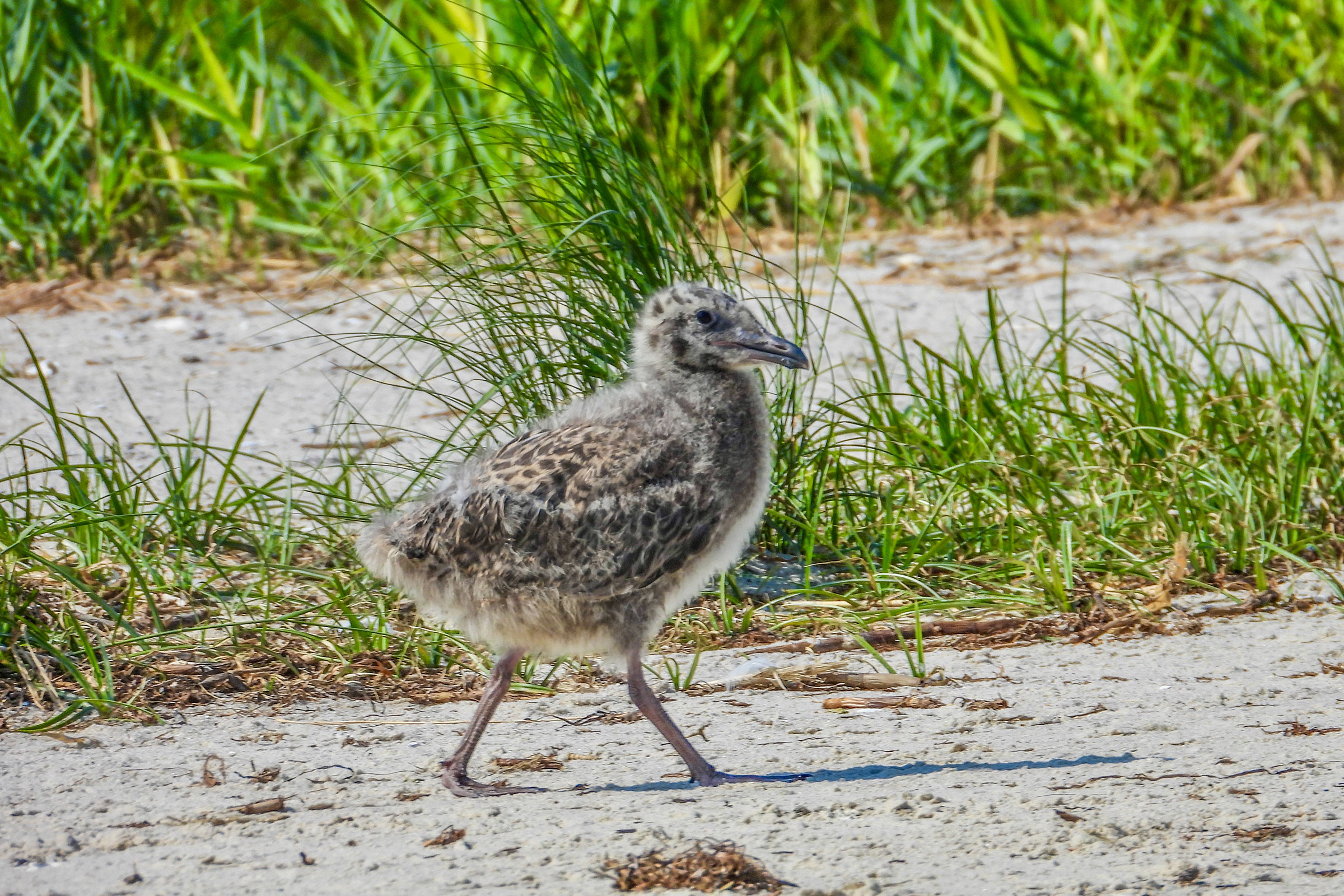 American Herring Gull - Juvenile, photo by Vicki Chatel