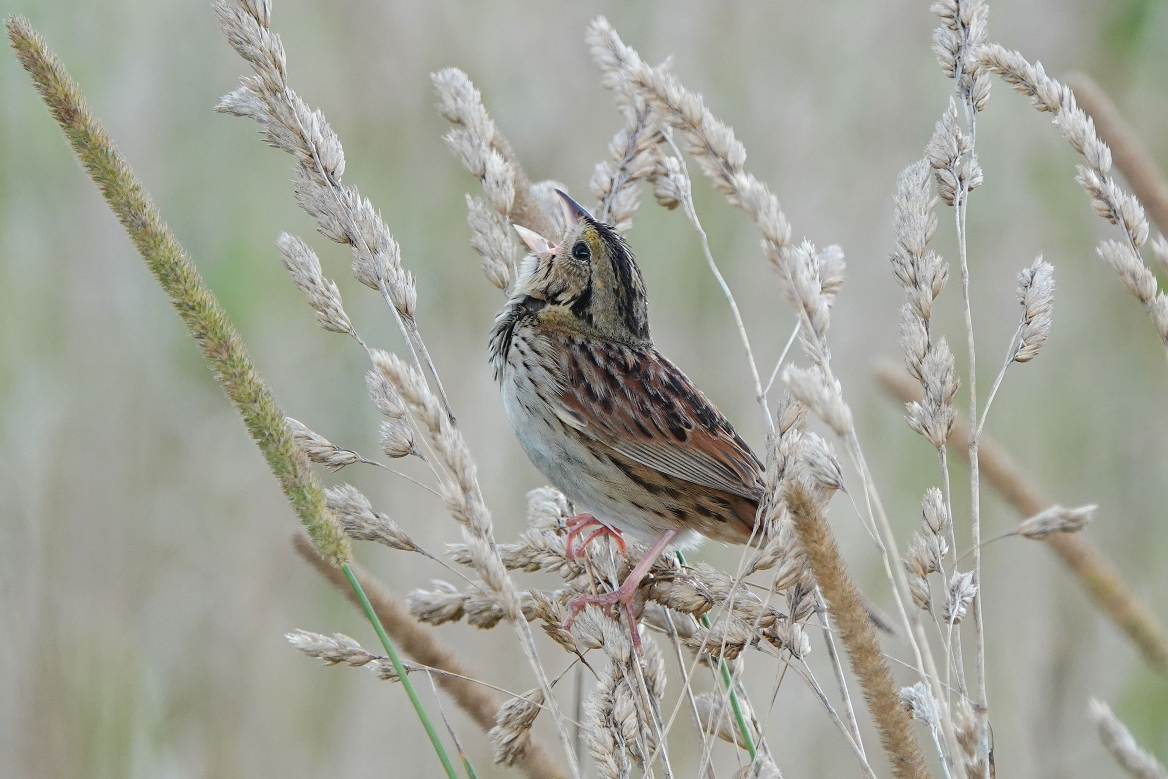Henslow's Sparrow - Adult singing, photo by Bert Harris
