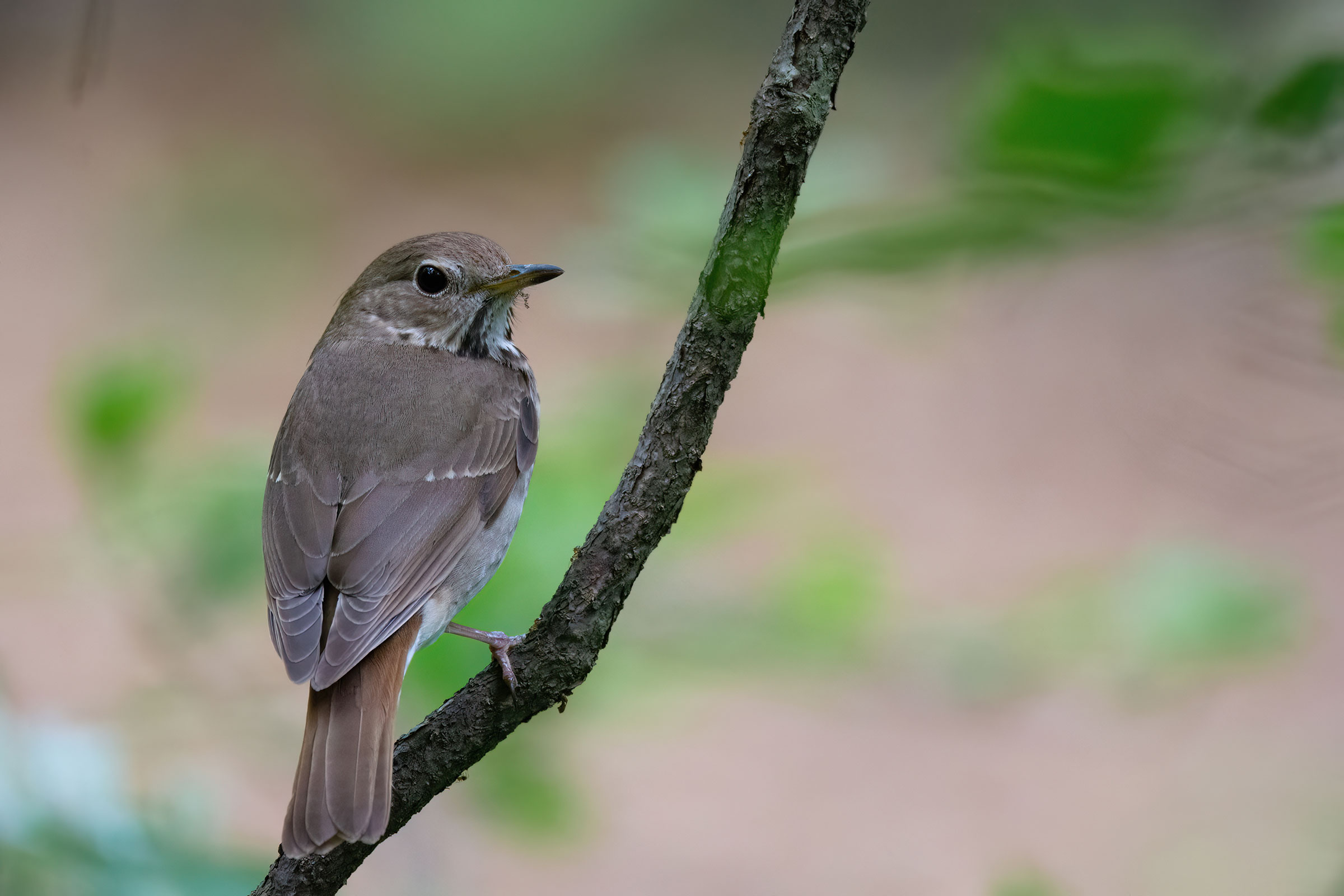 Hermit Thrush - Adult, photo by Marcos Eugênio