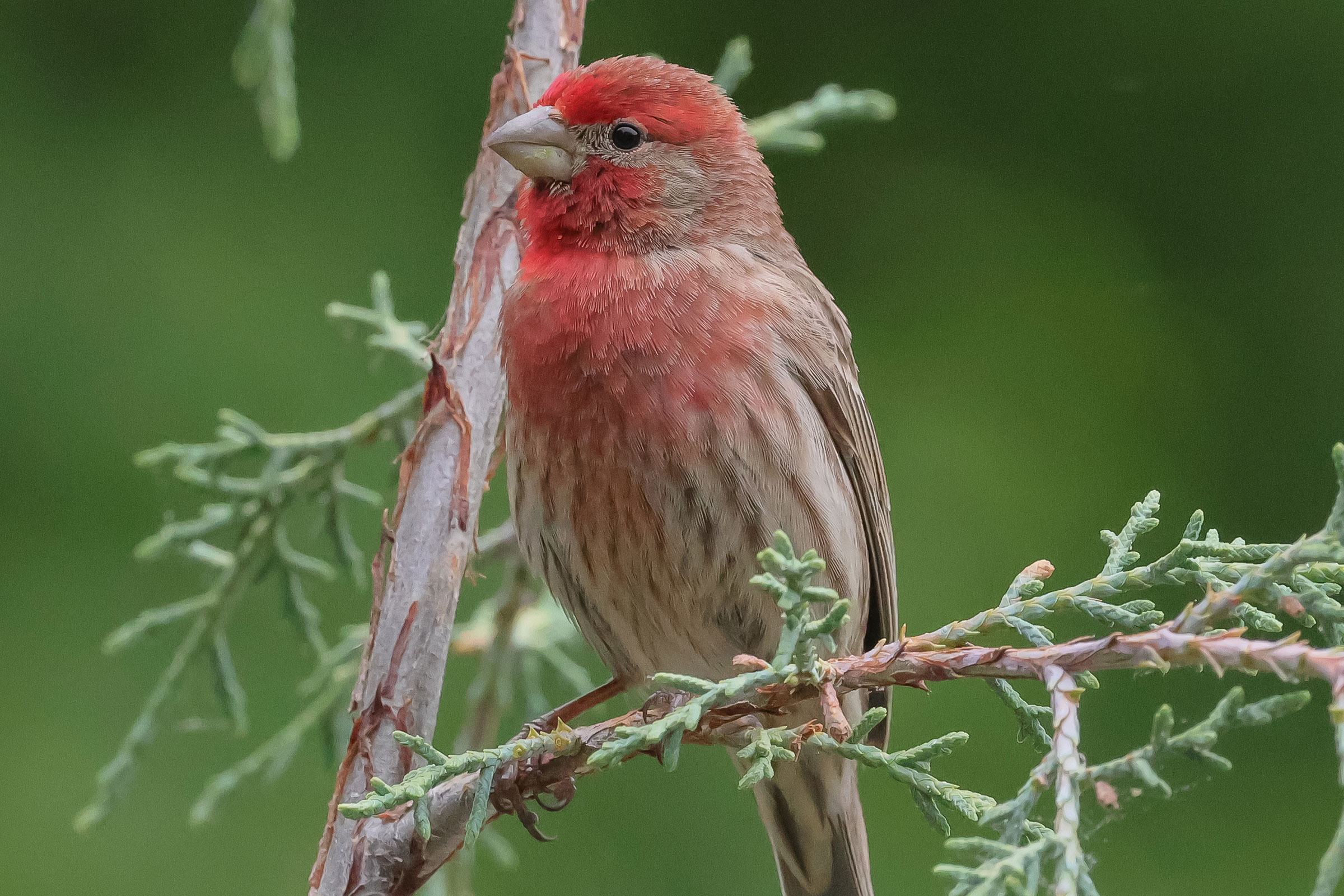 House Finch - Adult male, photo by Deborah Humphries