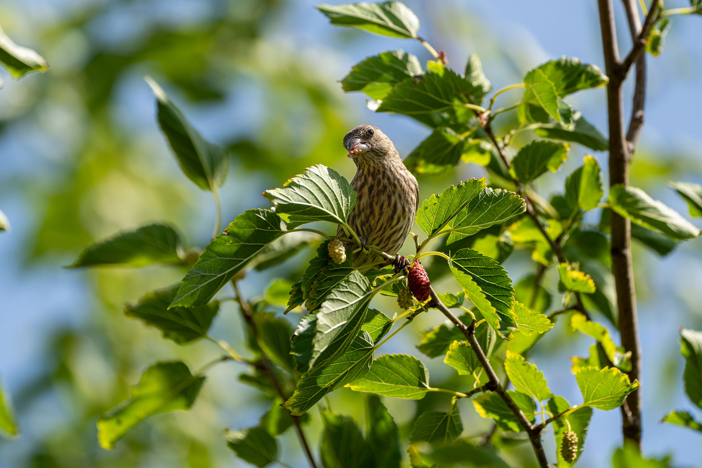 House Finch - Adult female with food, photo by Breck Haining