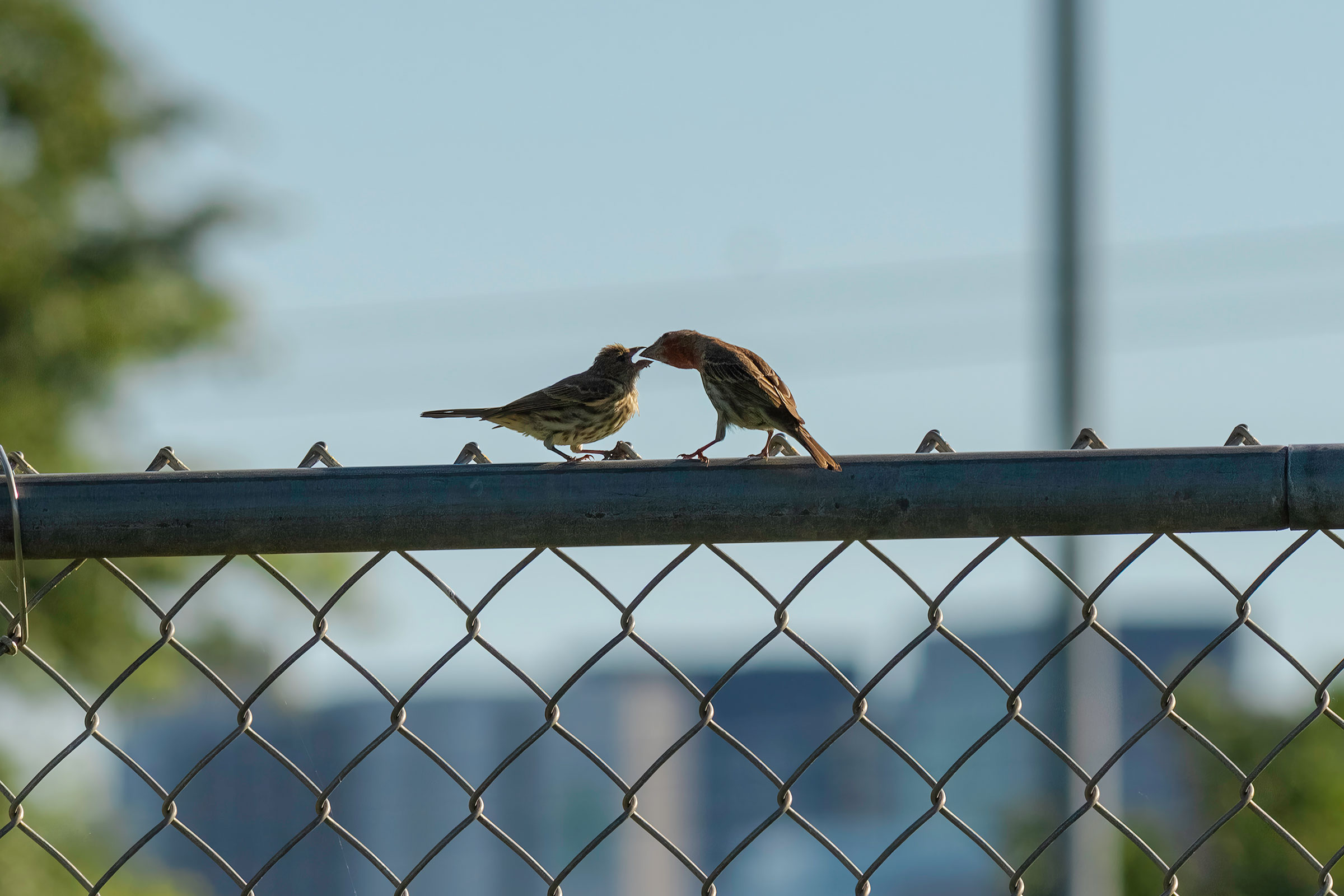 House Finch - Nest with young, photo by LeenaMcCluneyPhoto.com