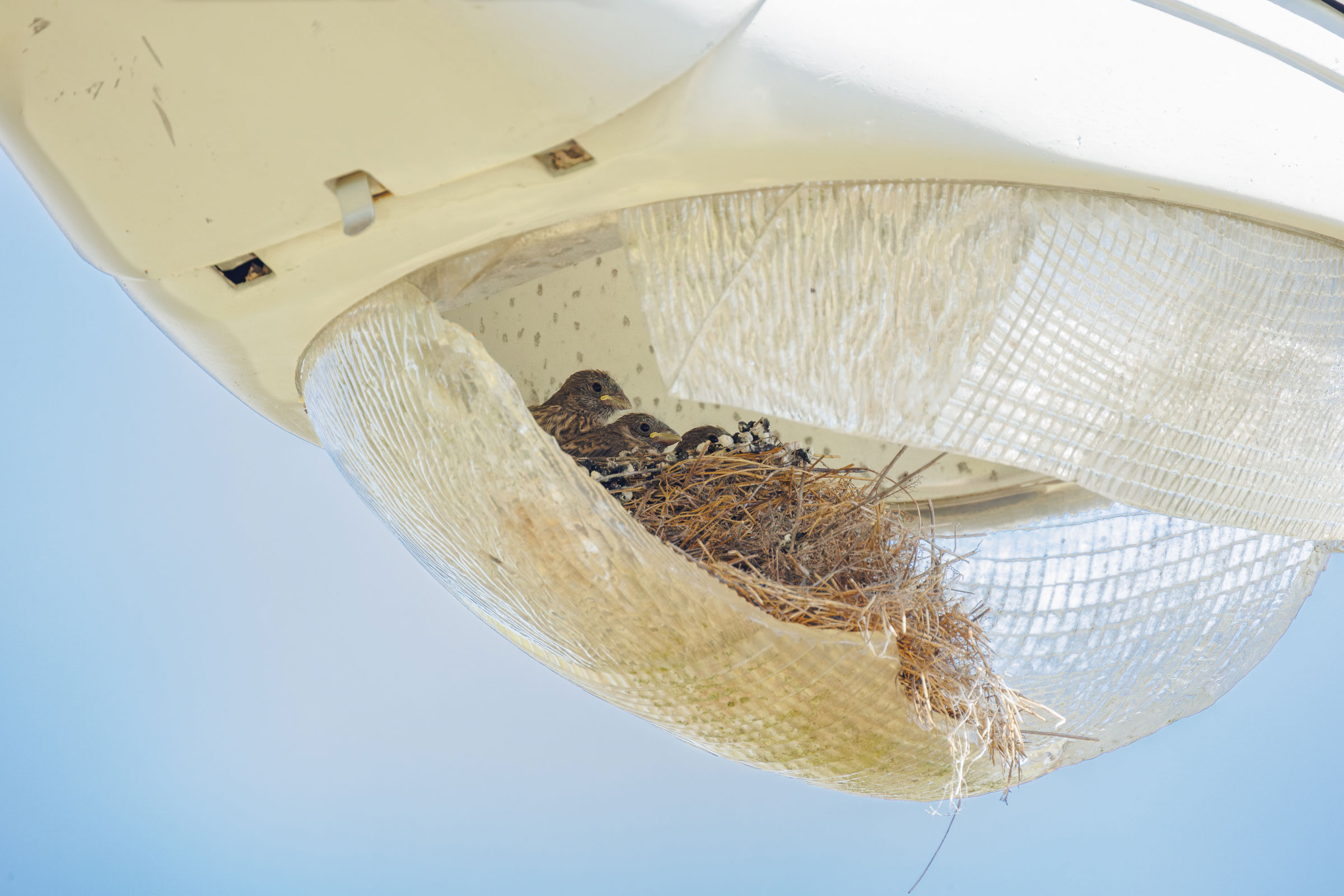 House Finch - Feeding young, photo by Todd Kiraly