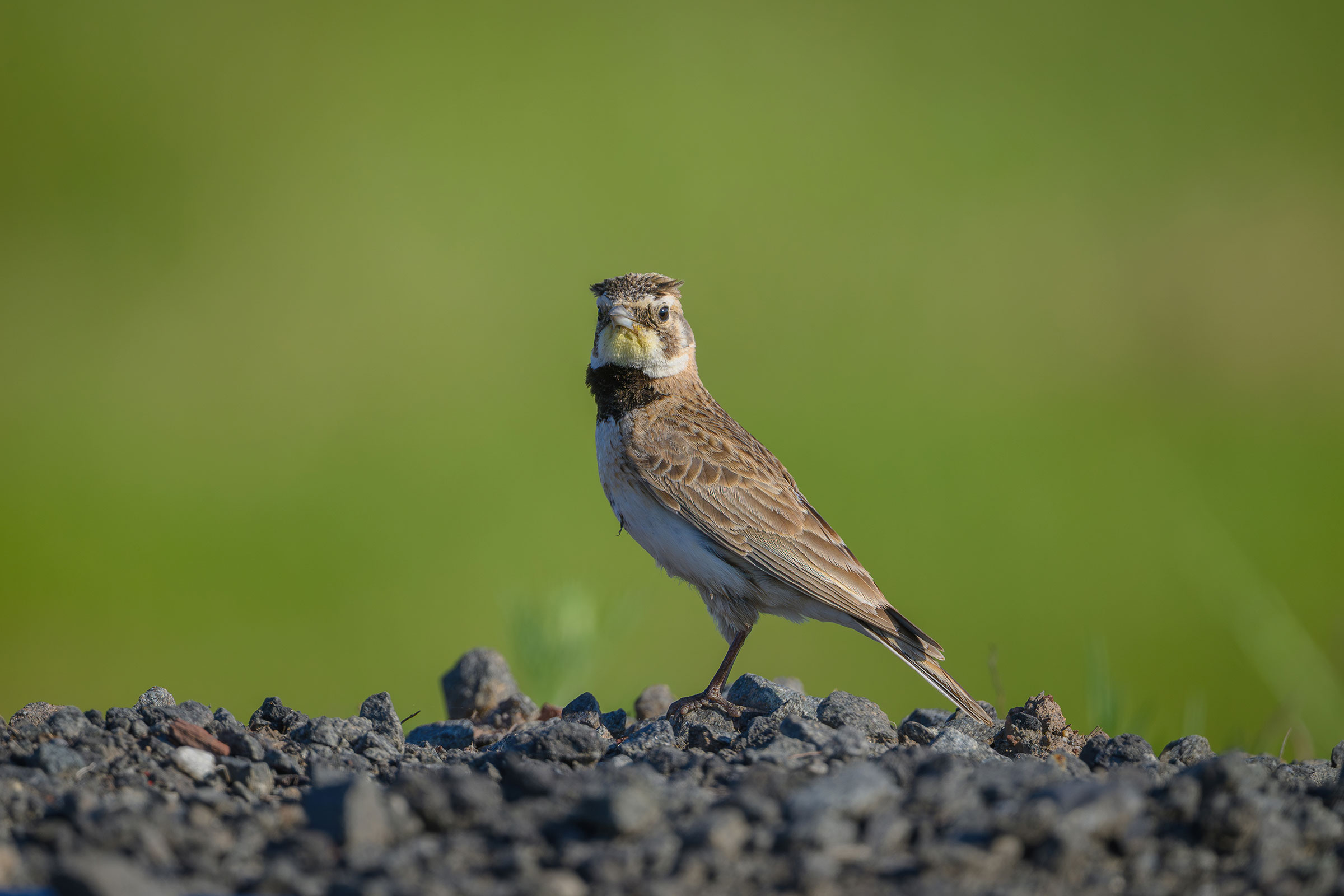 Horned Lark - Adult female, photo by Jim Emery
