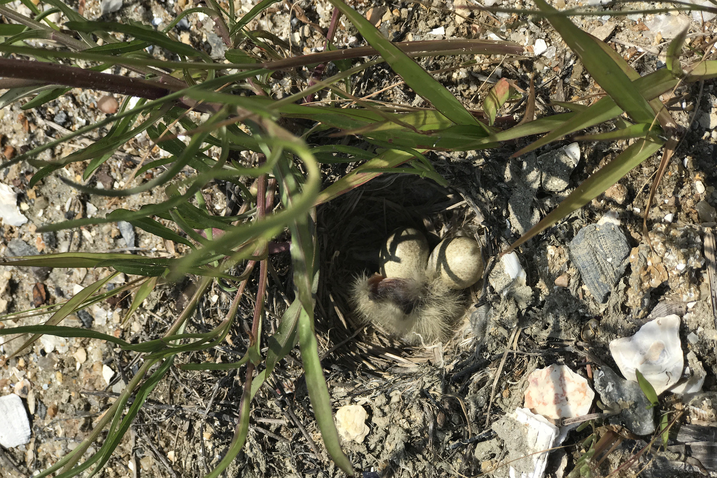 Horned Lark - Nest with eggs and chick, photo by Bill Williams