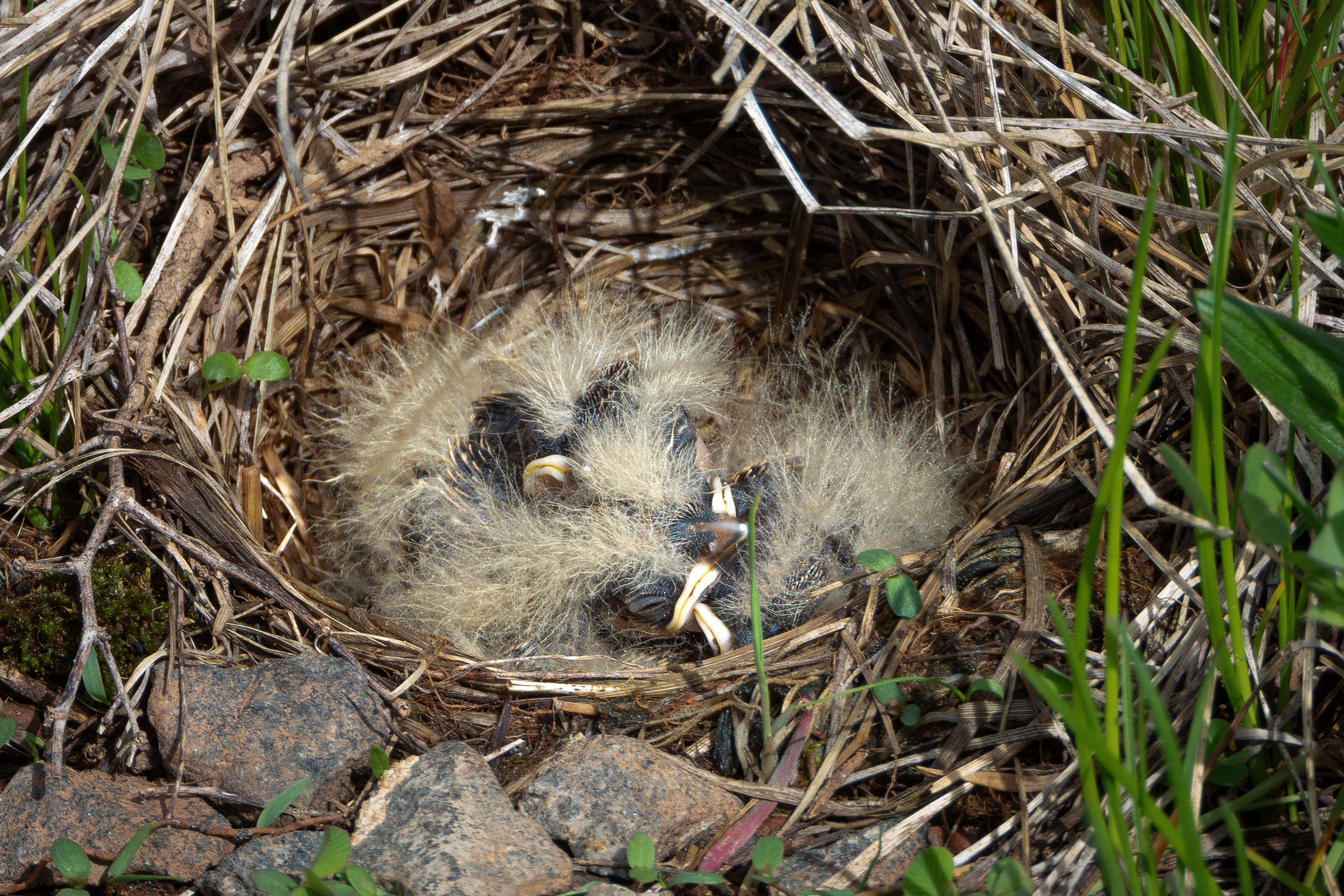 Horned Lark - Nest with young, photo by Jim Emery