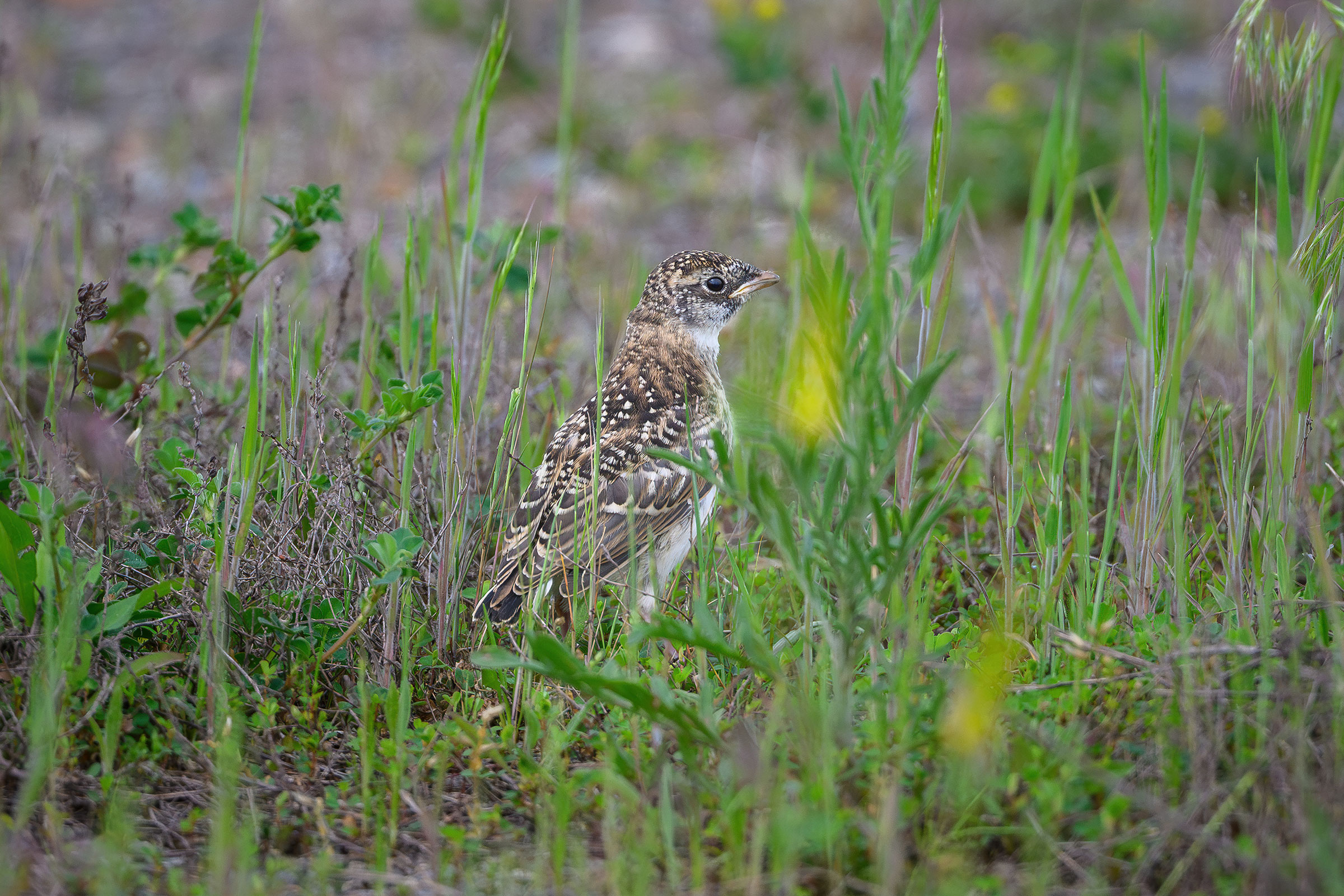 Horned Lark - Juvenile, photo by Jim Emery