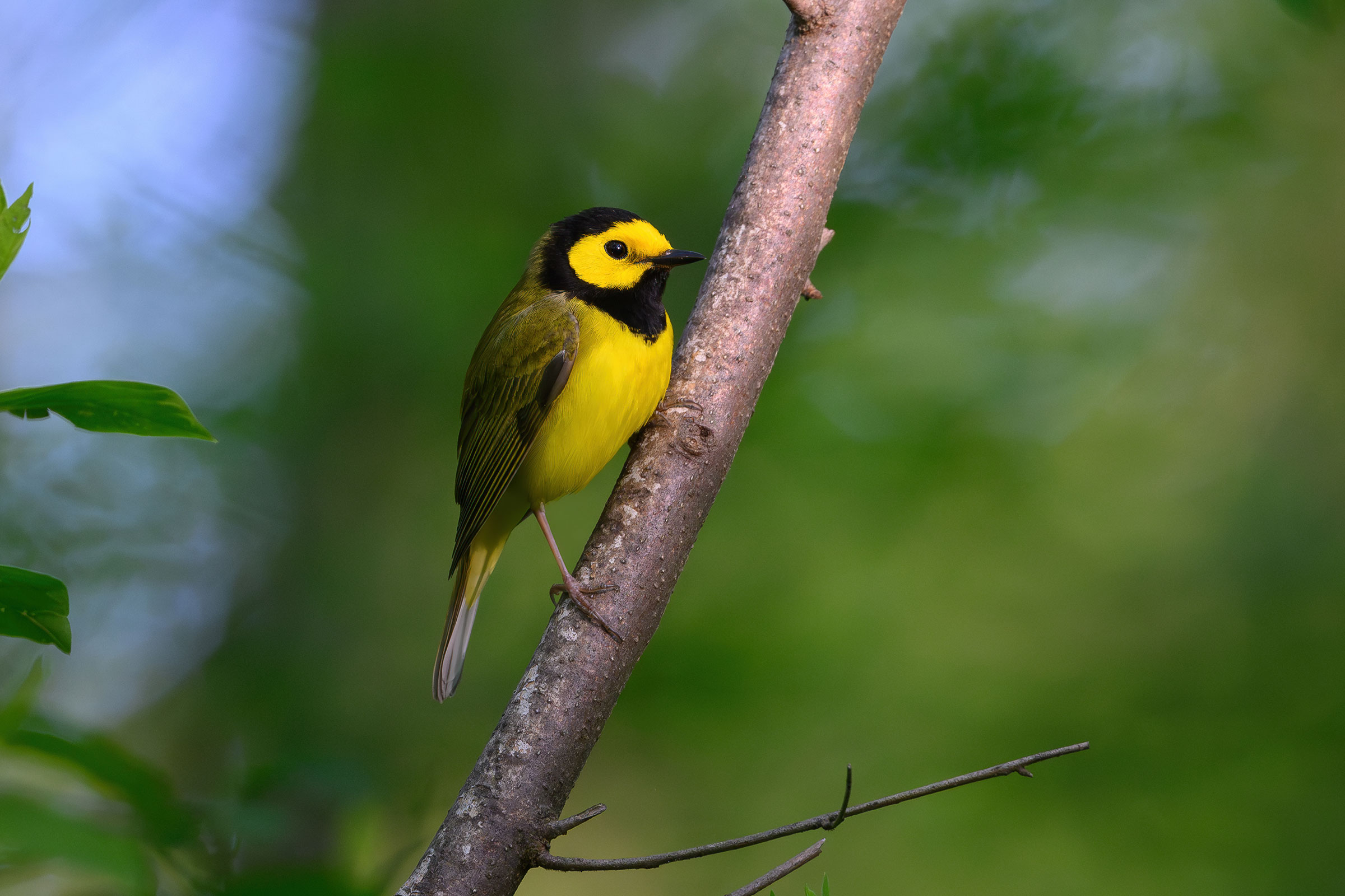 Hooded Warbler - Adult male, photo by Jim Emery