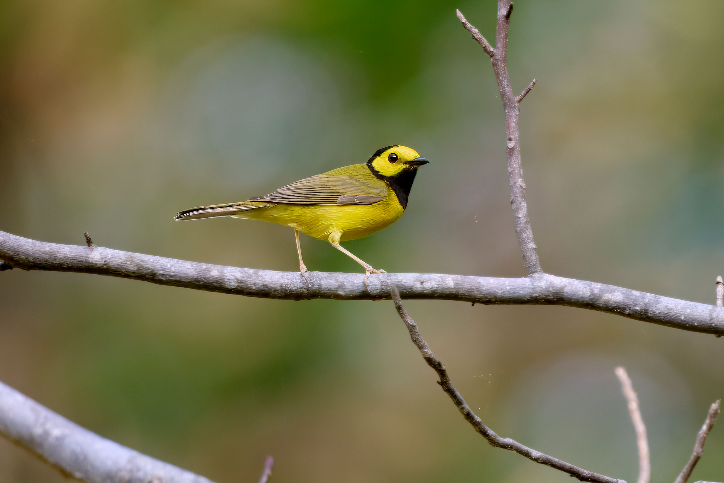 Hooded Warbler - Adult male, photo by Corby Amos