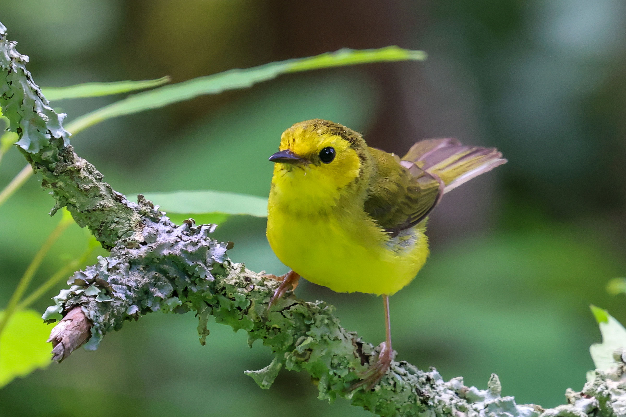 Hooded Warbler - Adult female, photo by Mary Lou Barritt