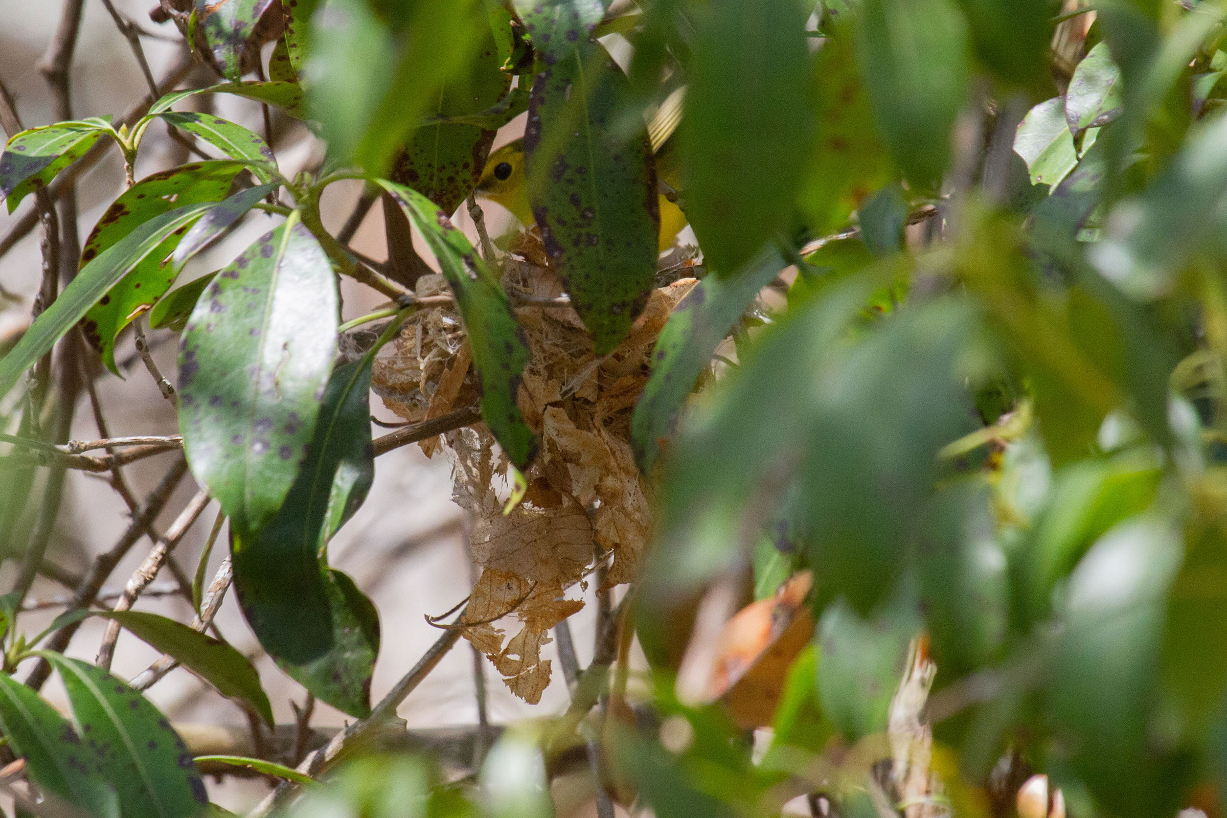 Hooded Warbler - Female at nest, photo by Dixie Sommers