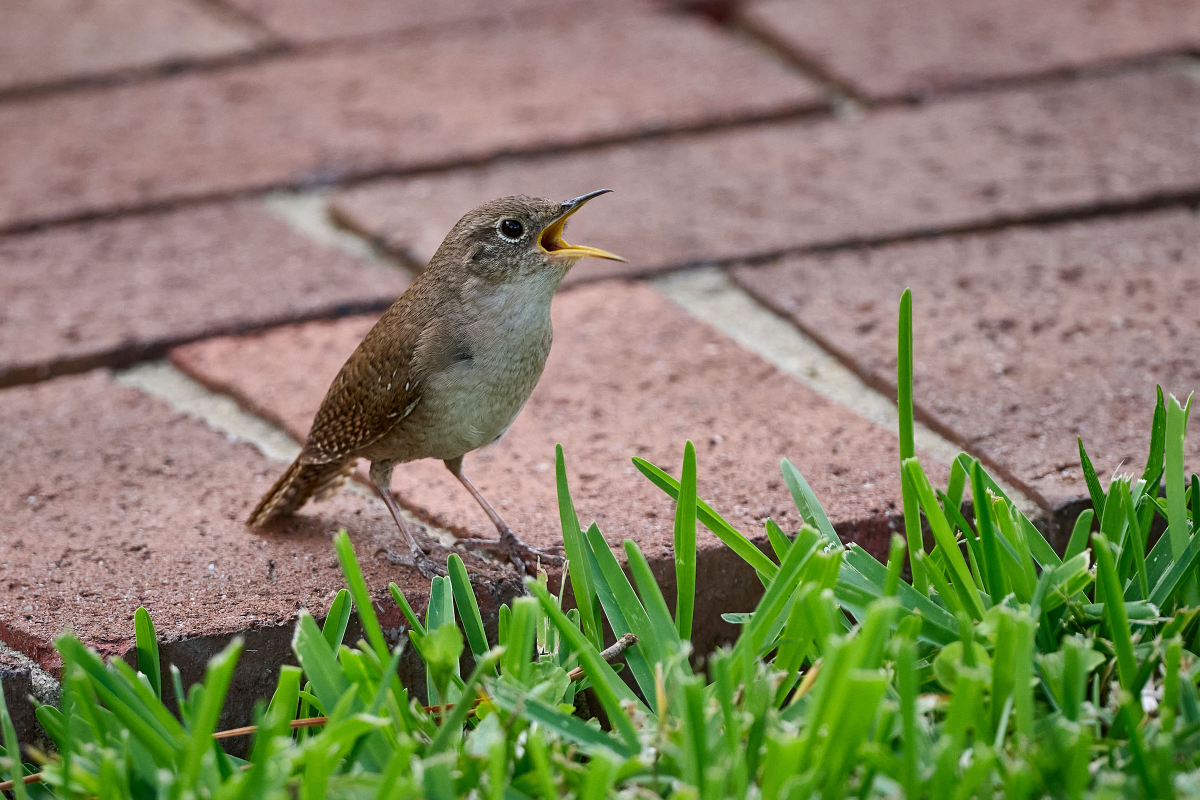 Northern House Wren - Adult singing, photo by Corby Amos